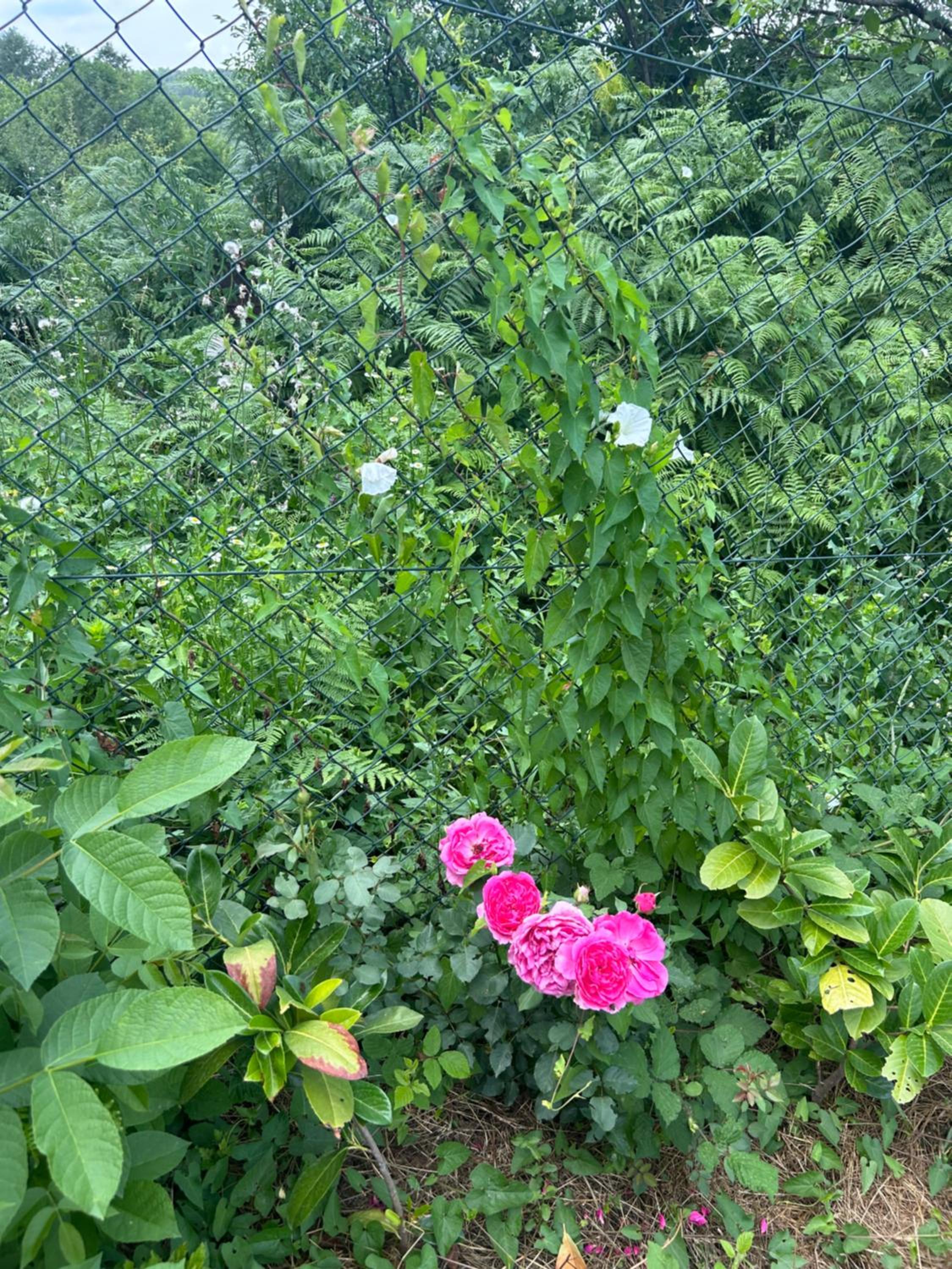 Photo 46