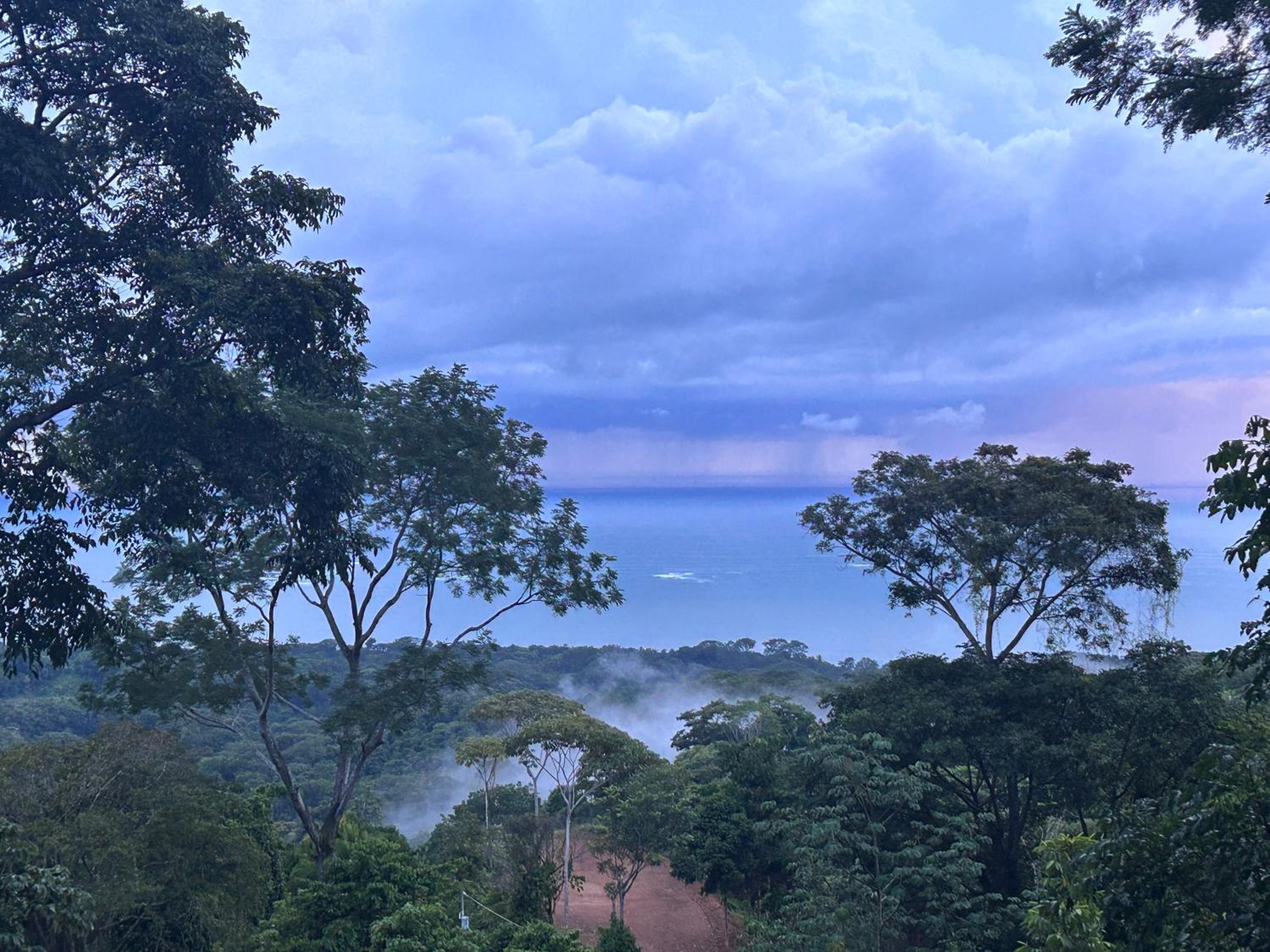 Jungle paradise