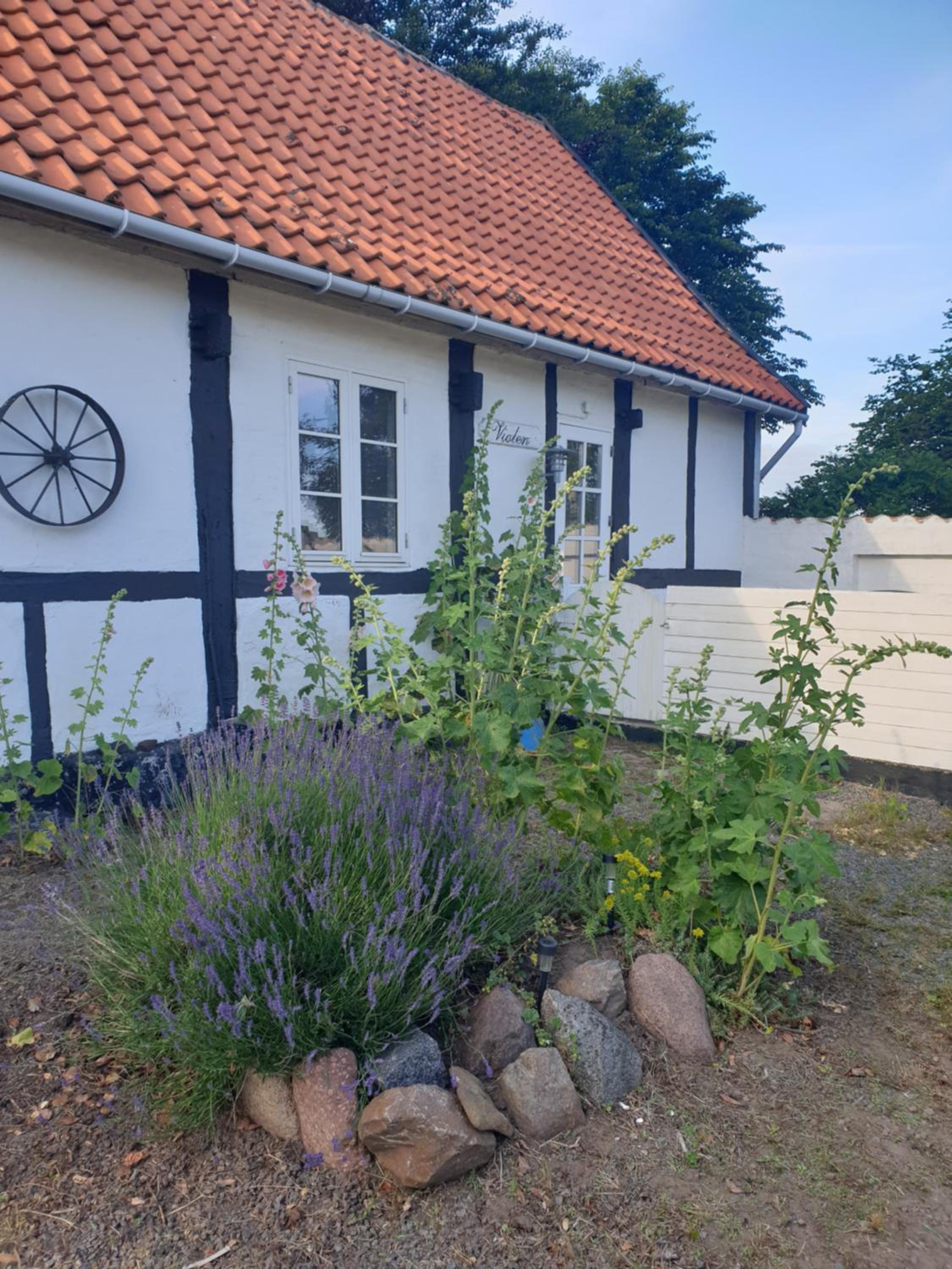 Violen