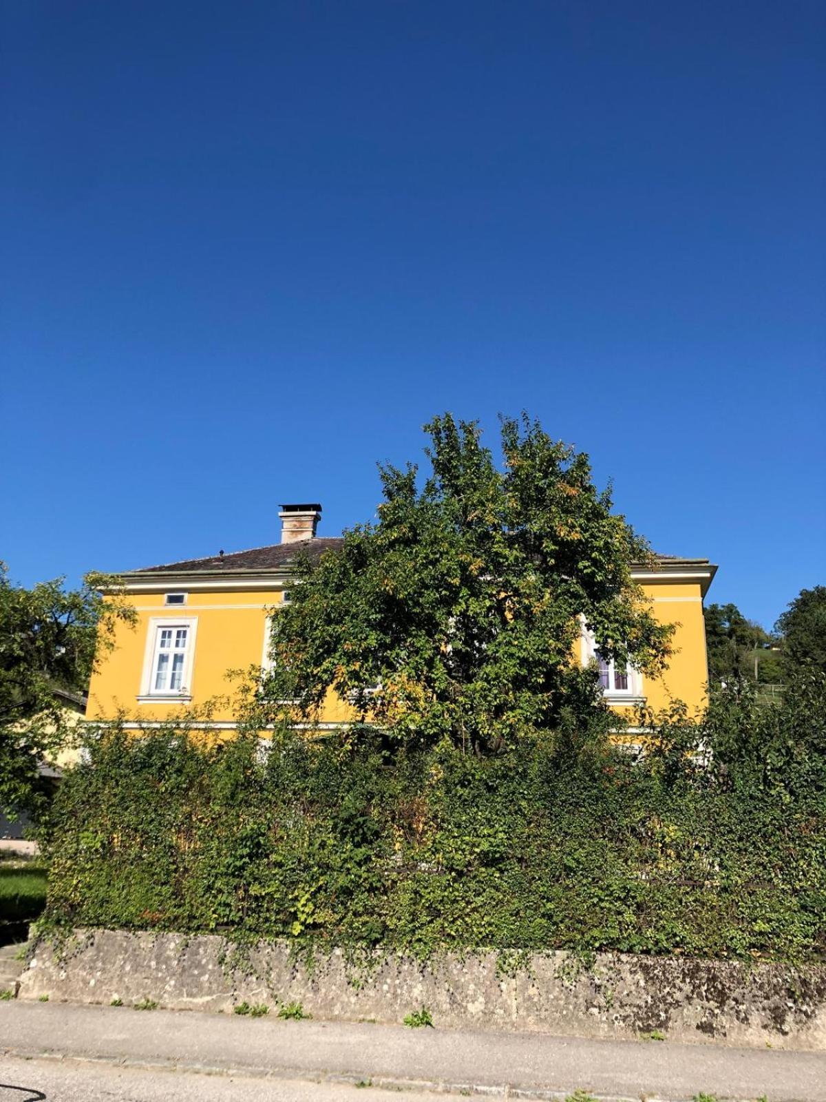 Löwenzahn