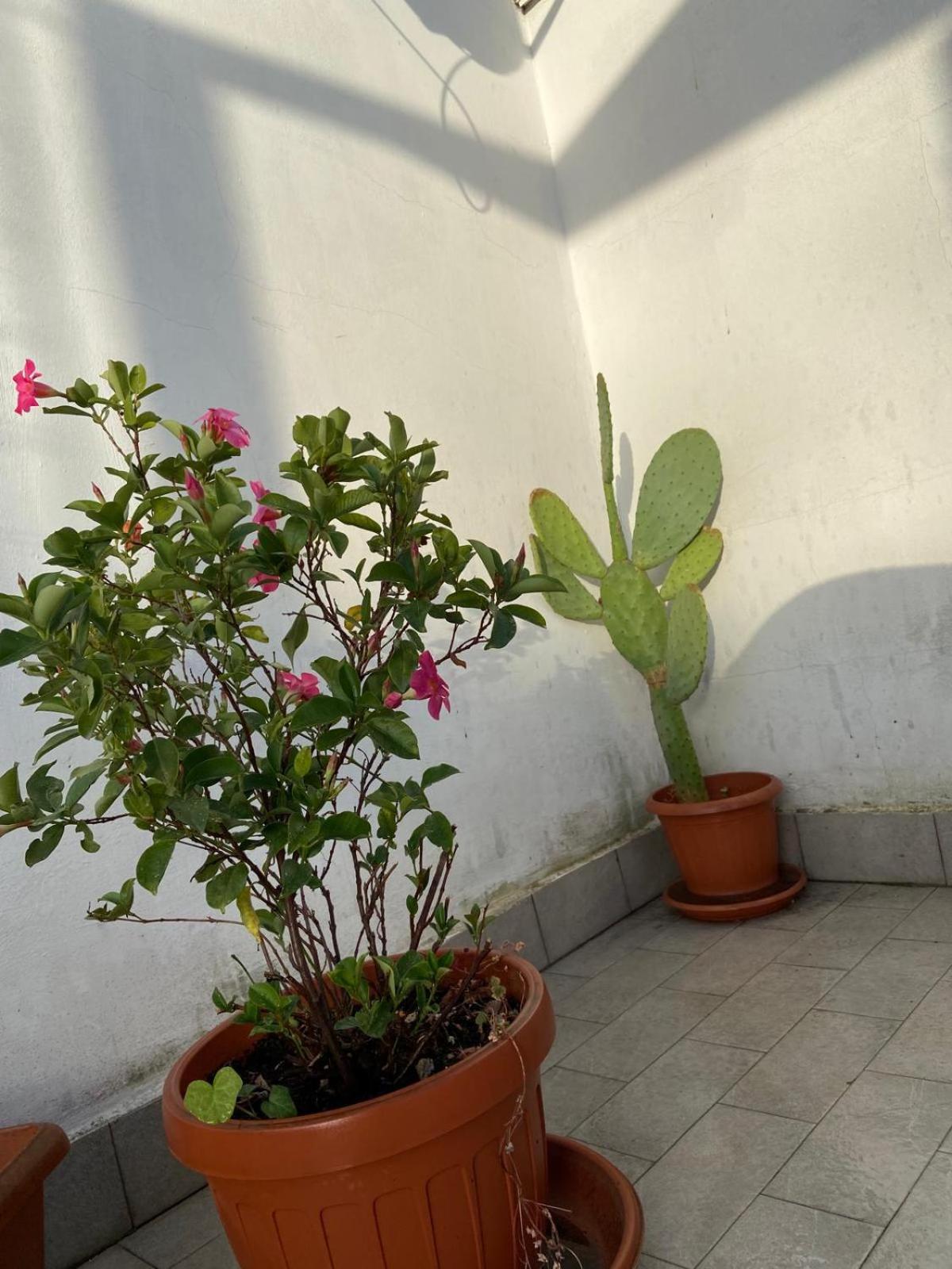 Piccolo Sogno Apartment
