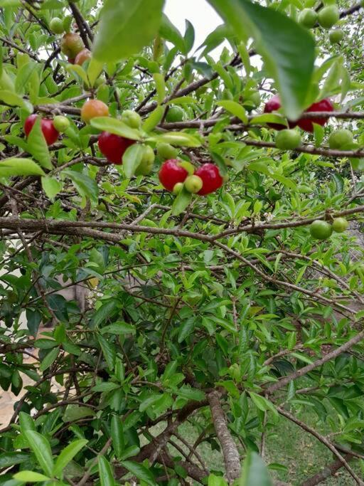 Chácara Ibiúna Florata