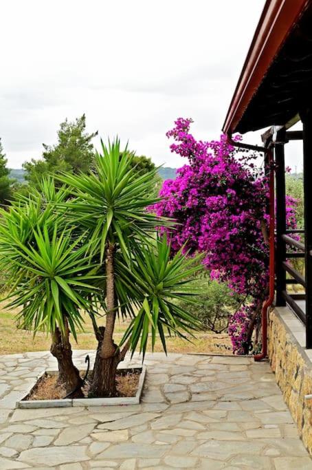 Villa Rozalenia Mare