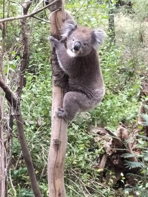 Mallacoota's Shady Gully Caravan Park