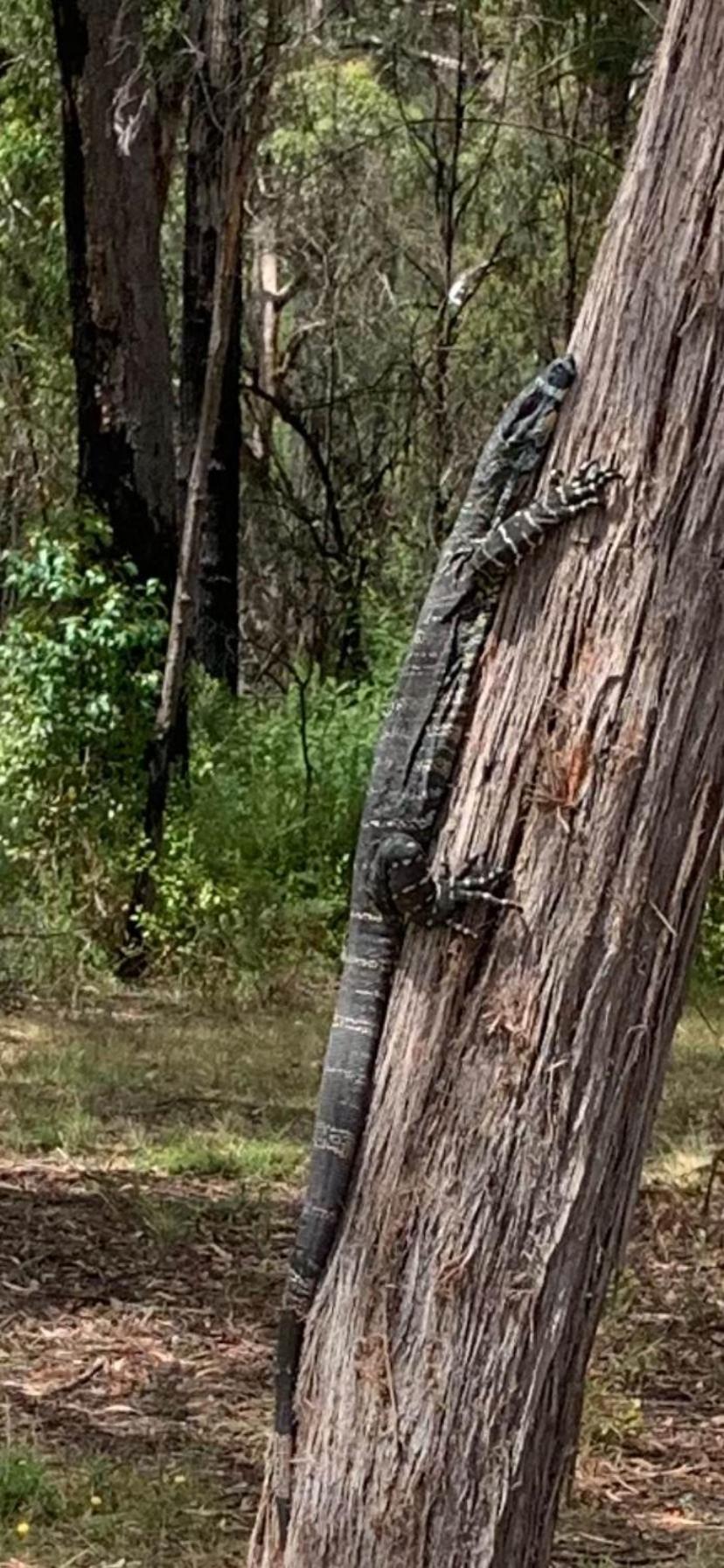 Mallacoota's Shady Gully Caravan Park