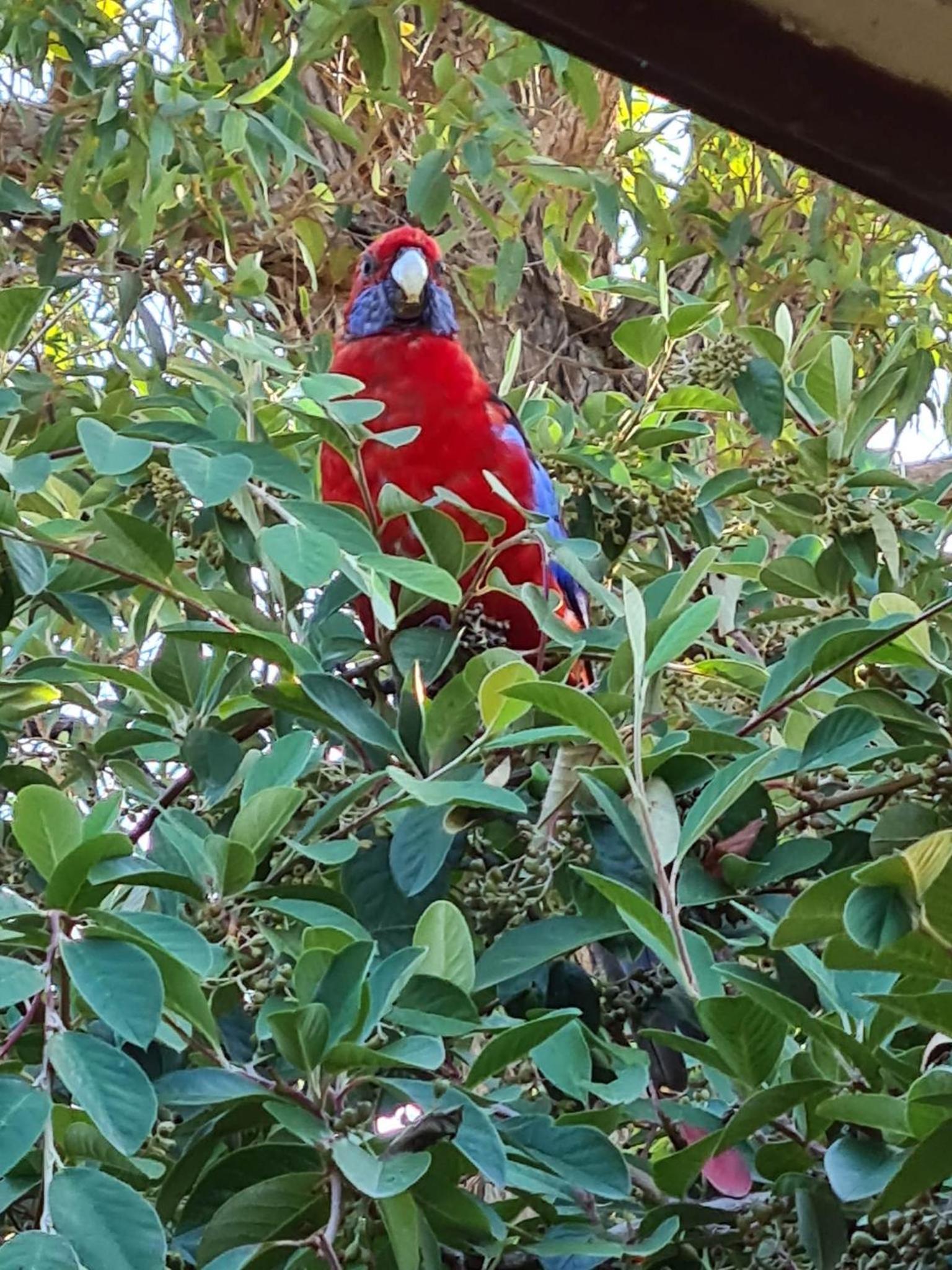 Mallacoota's Shady Gully Caravan Park