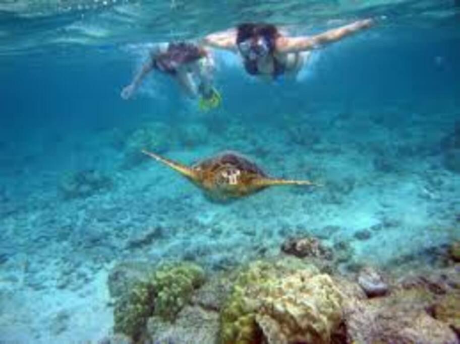 MOST POPULAR SNORKELING & SURFING BEACH ! Turtles! view 2