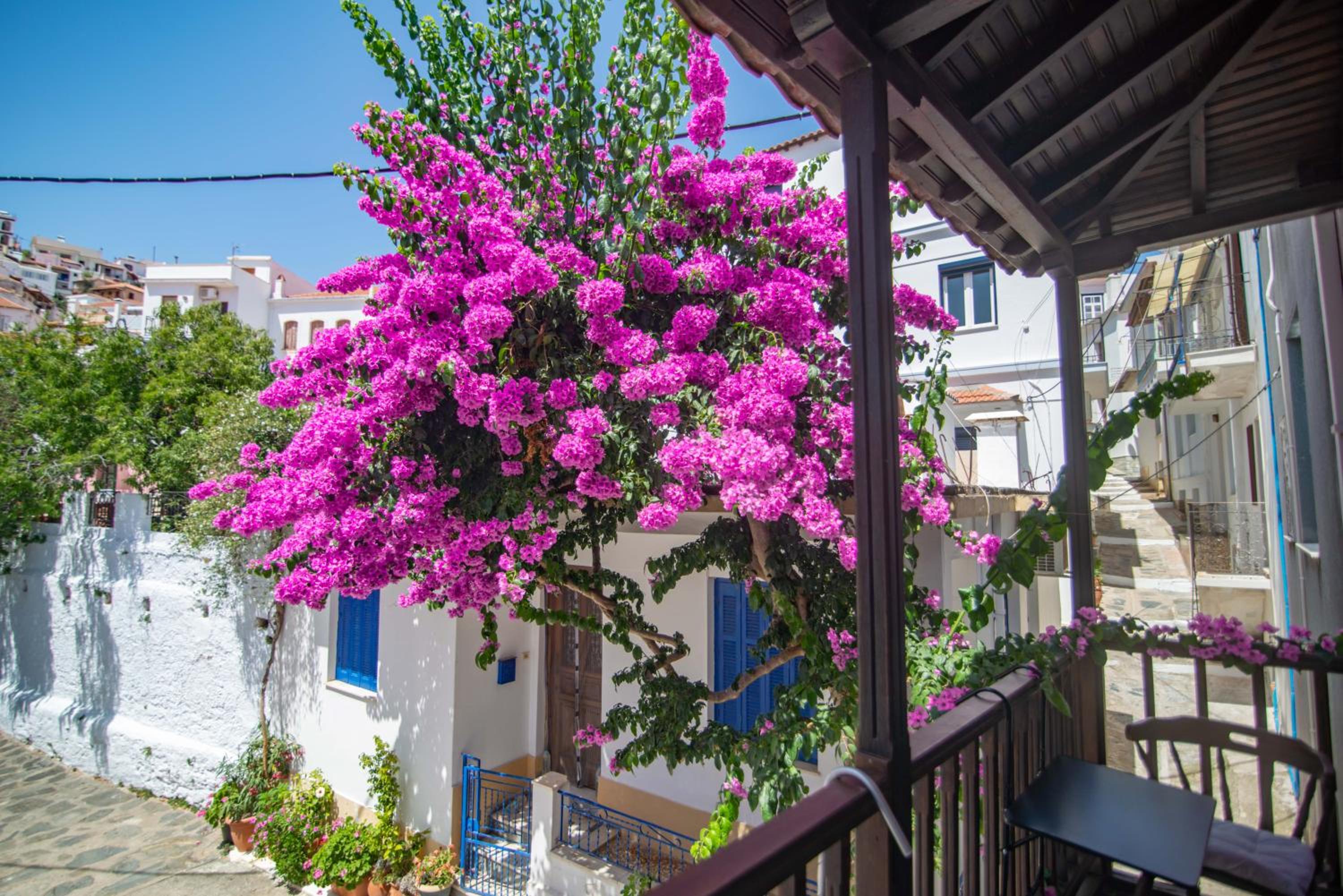 The Bougainvillea