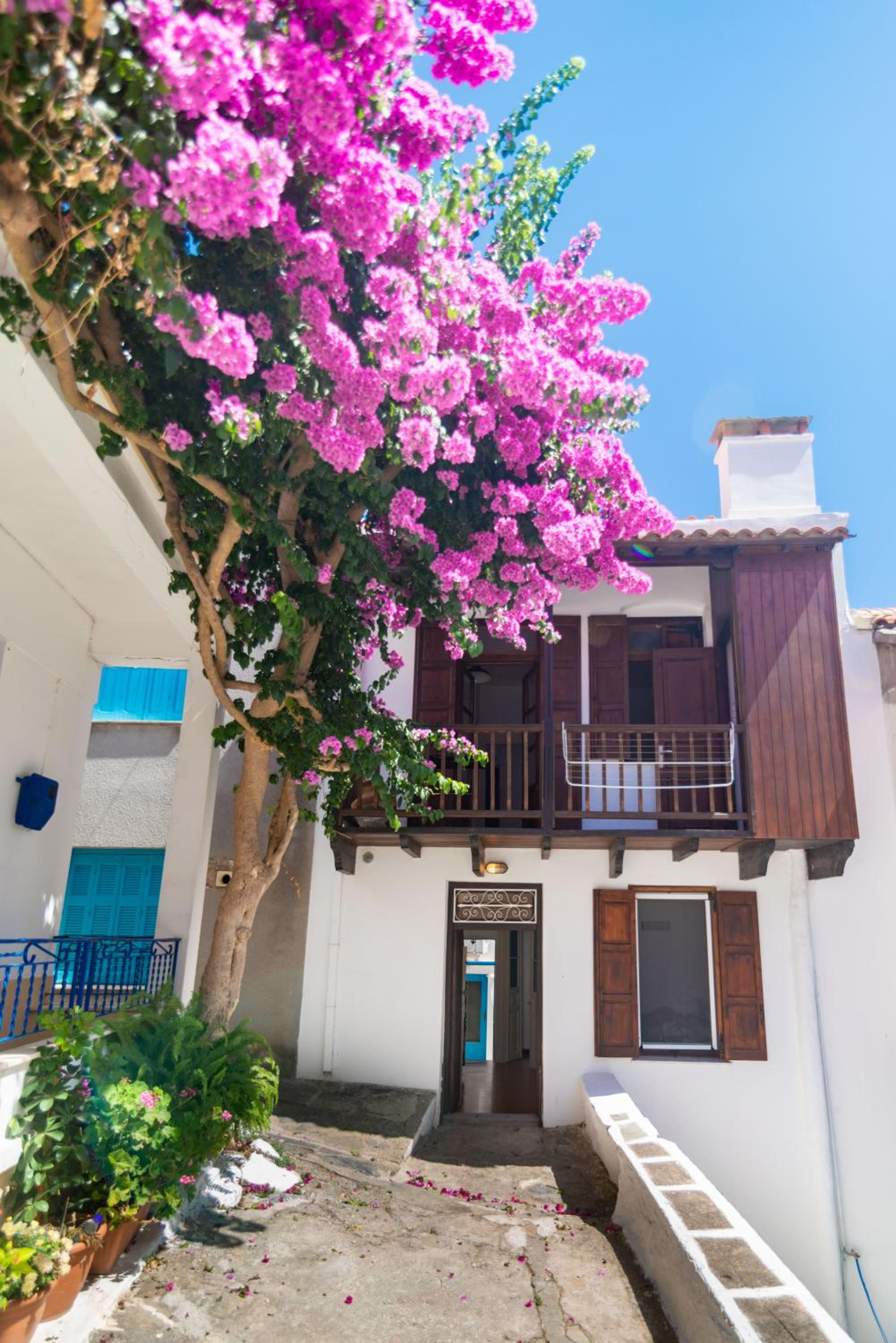 The Bougainvillea