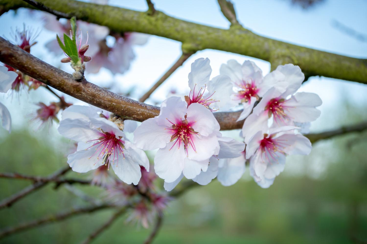 Holiday apartment Cherry blossom