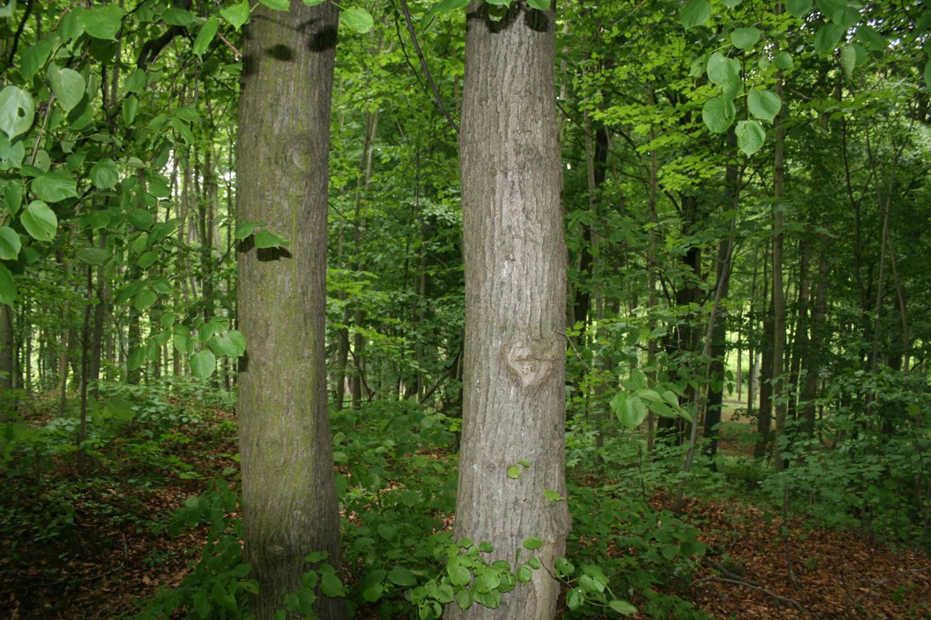 Les Park Vřesovice
