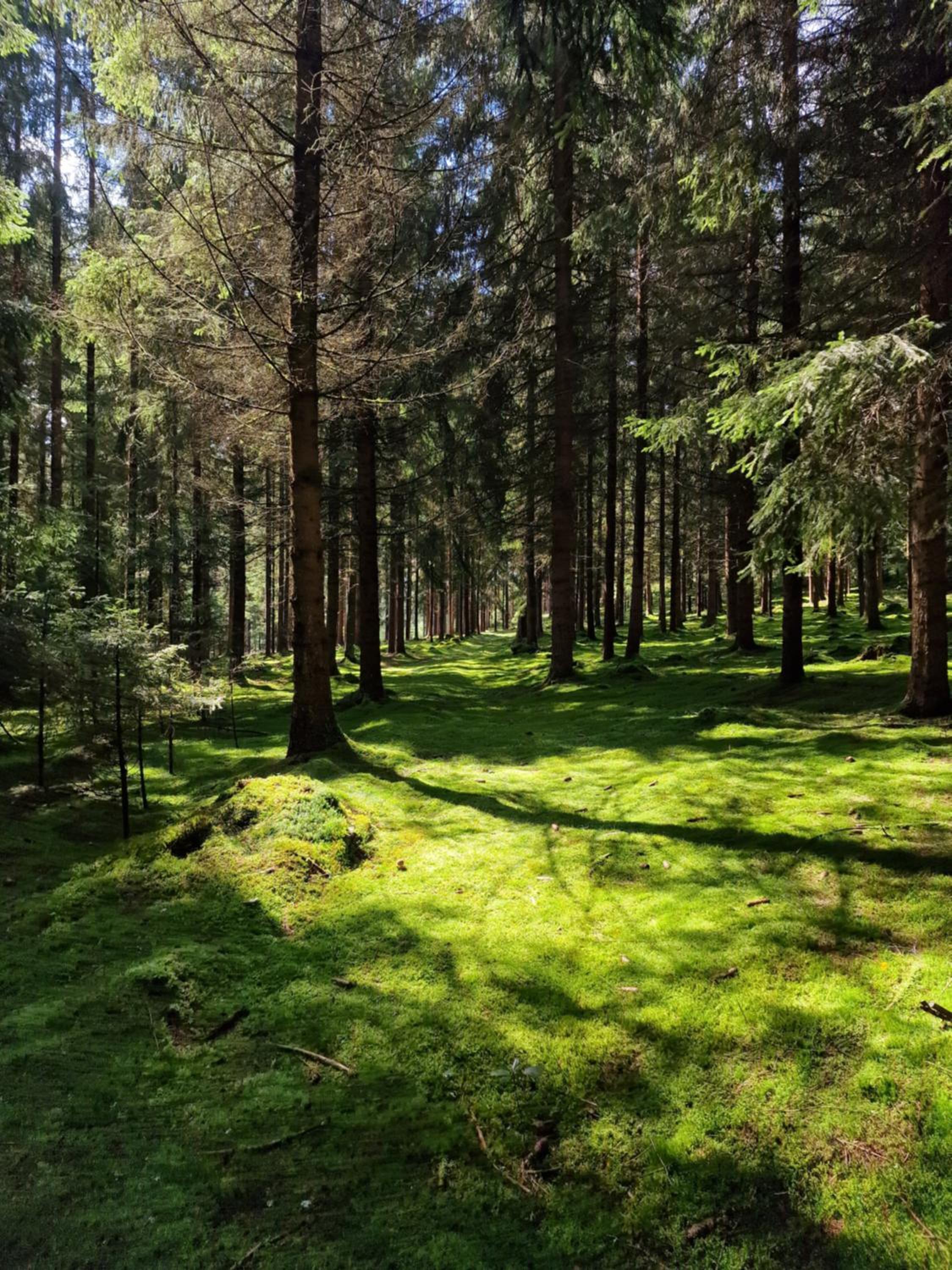 Altes Zollhaus im Wald