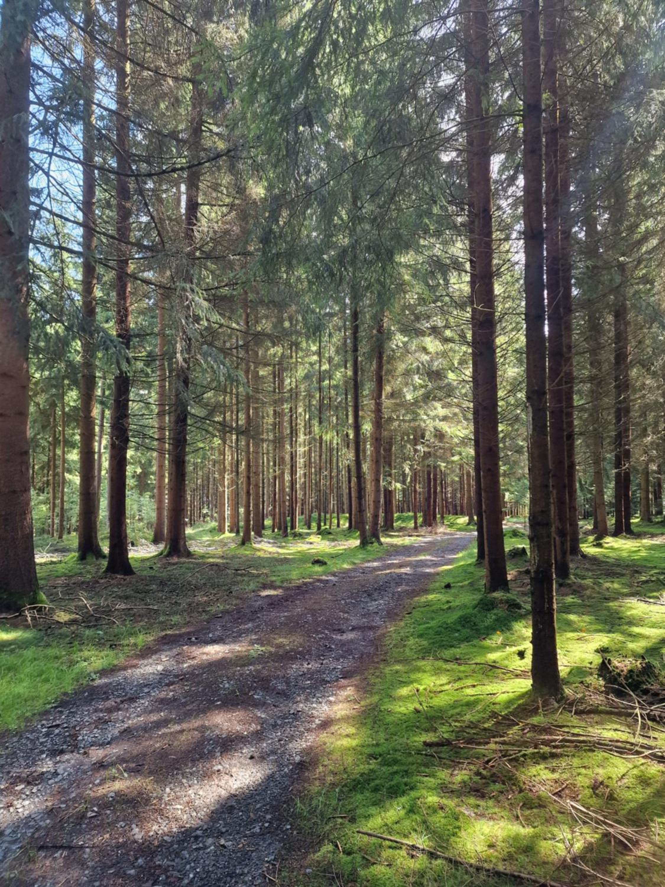 Altes Zollhaus im Wald