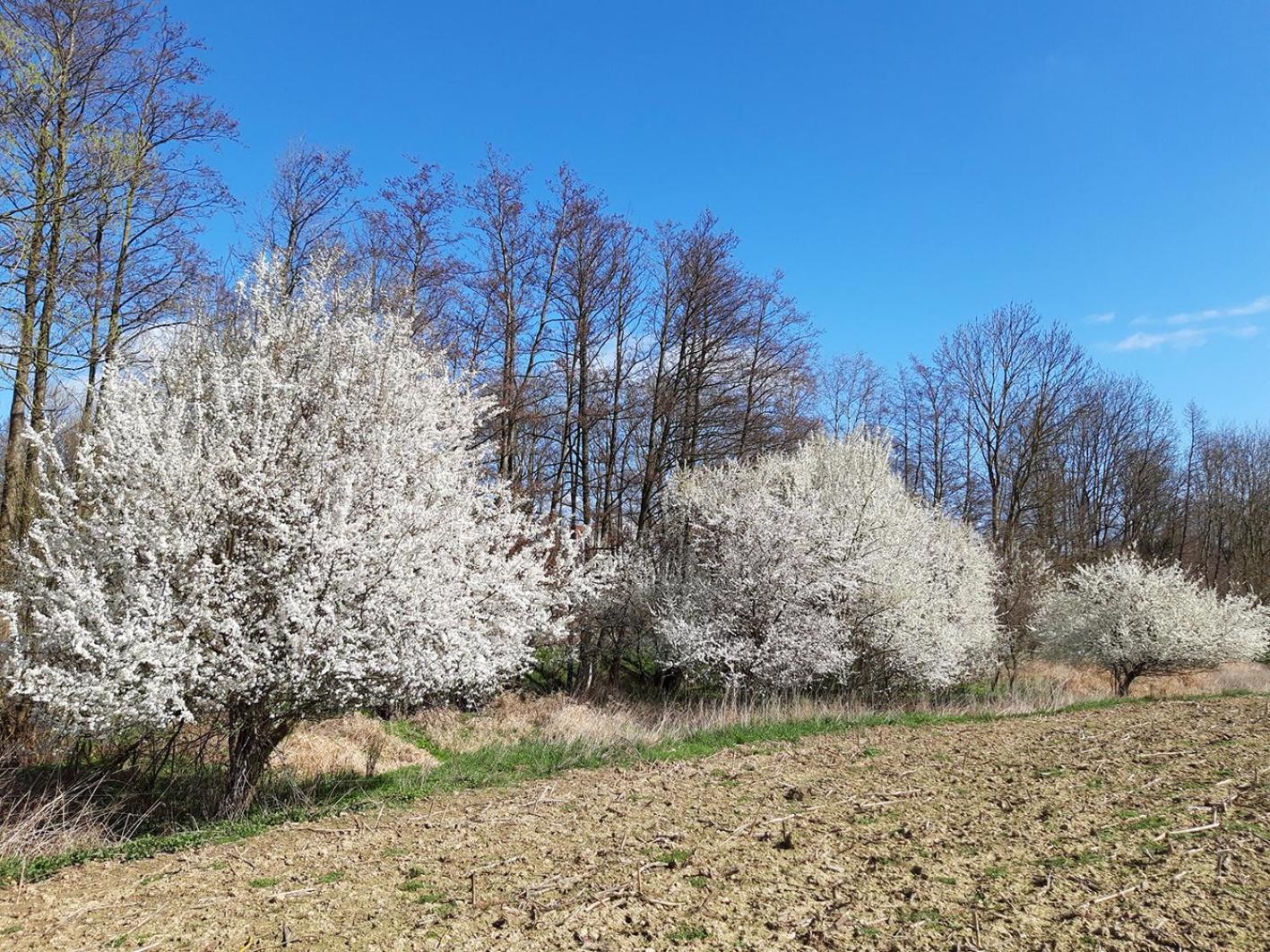 Boliken Berg und Eich Sahl