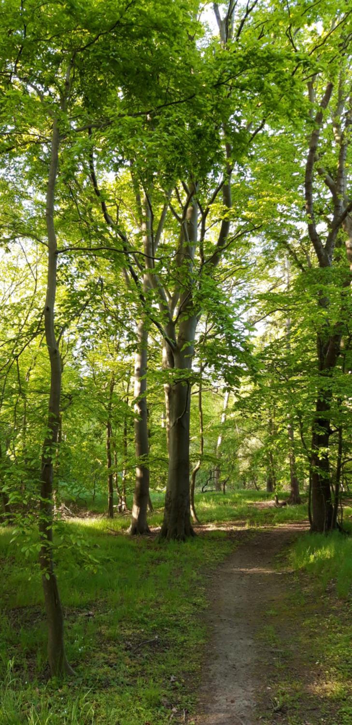 Boliken Berg und Eich Sahl
