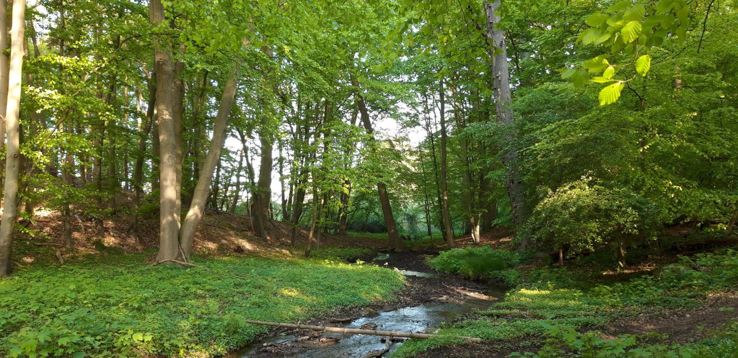 Boliken Berg und Eich Sahl