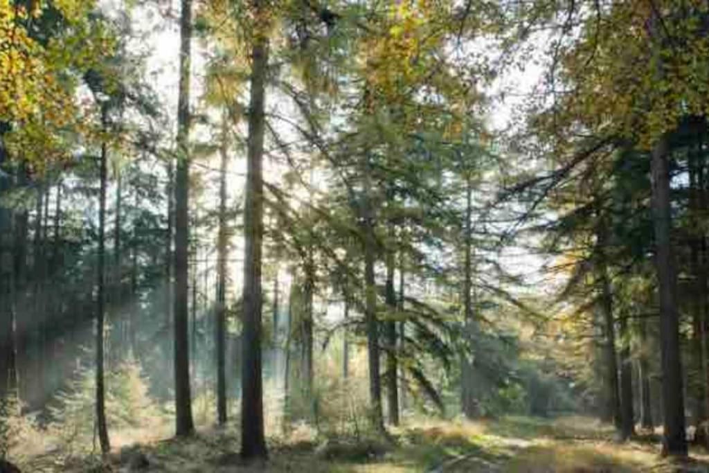 Chalet midden in de natuur! view 5