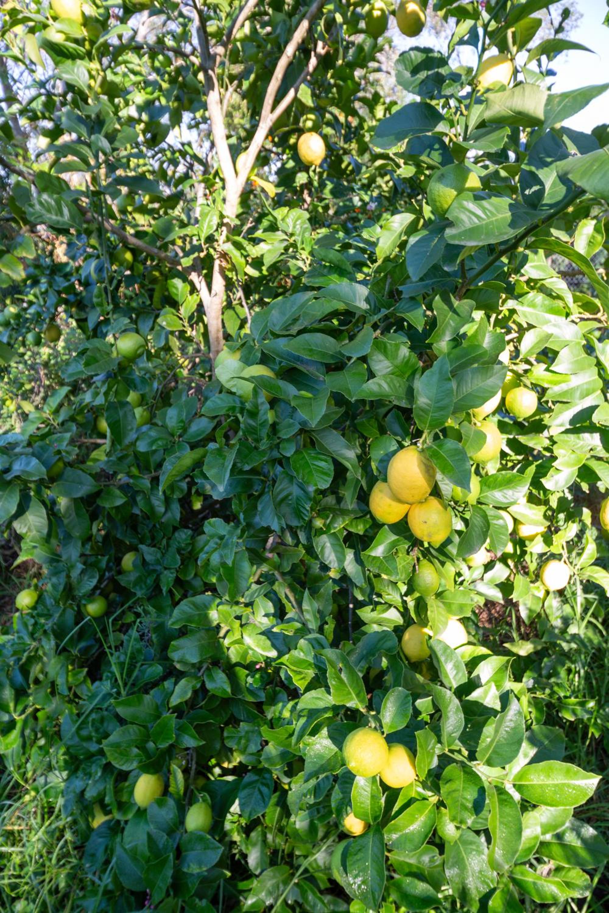Photo 41