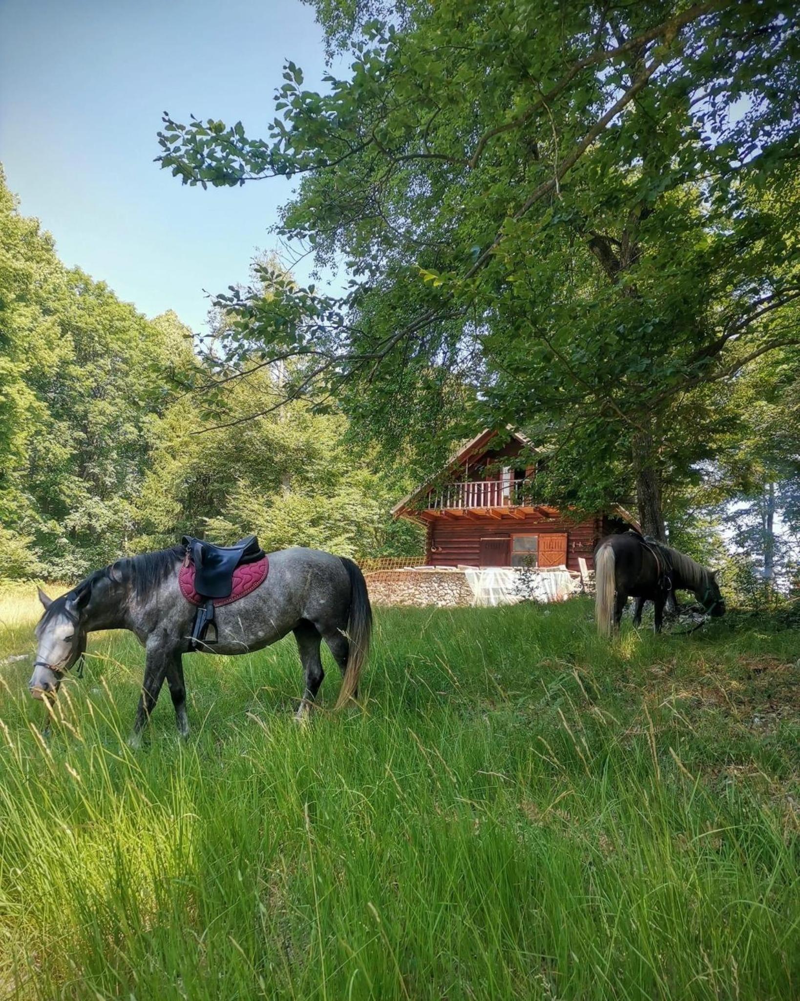 Somova gora chalet in the woods