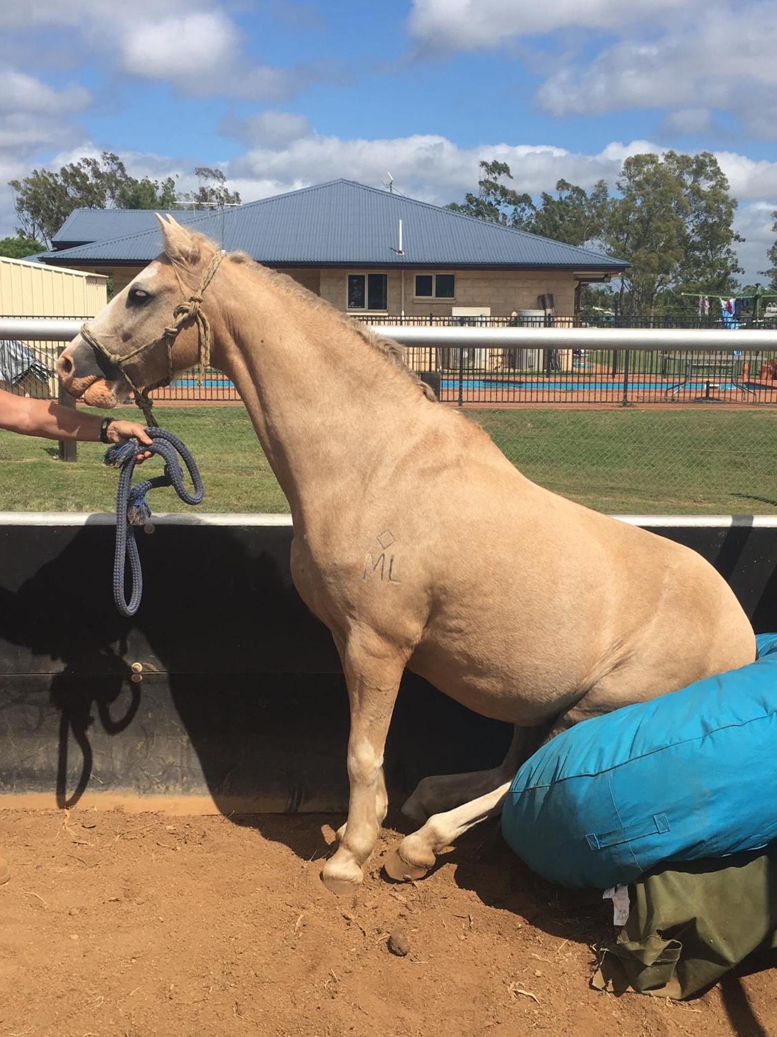 Sunrise Quarter Horse Stud