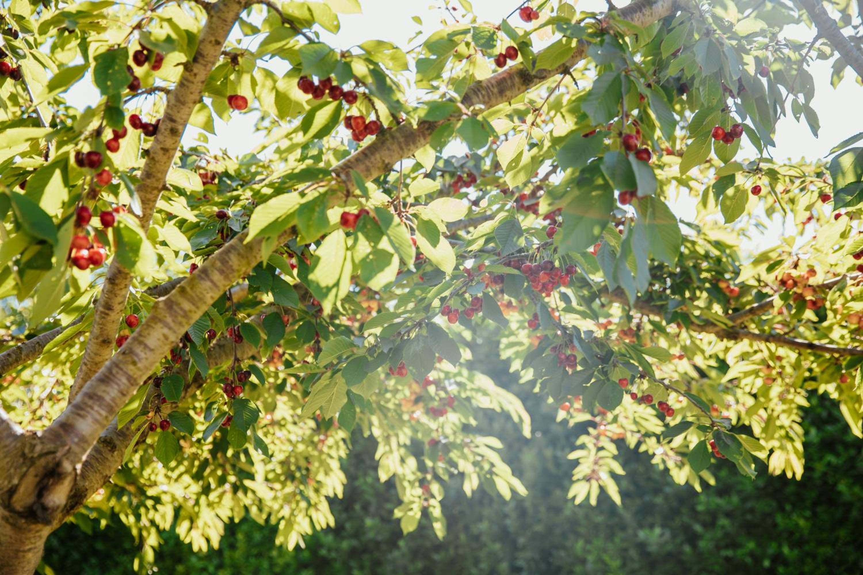 Divina Costiera photo 4