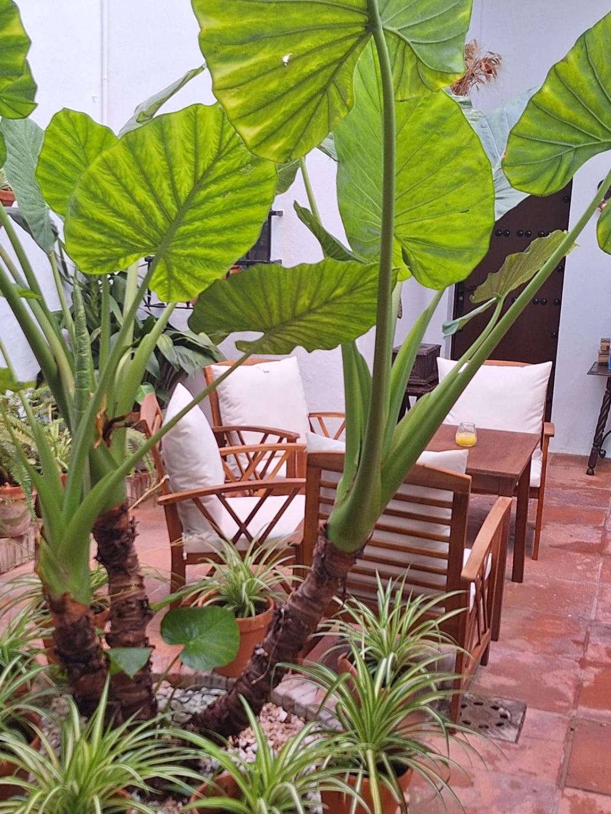 Hostal Gran Capitan