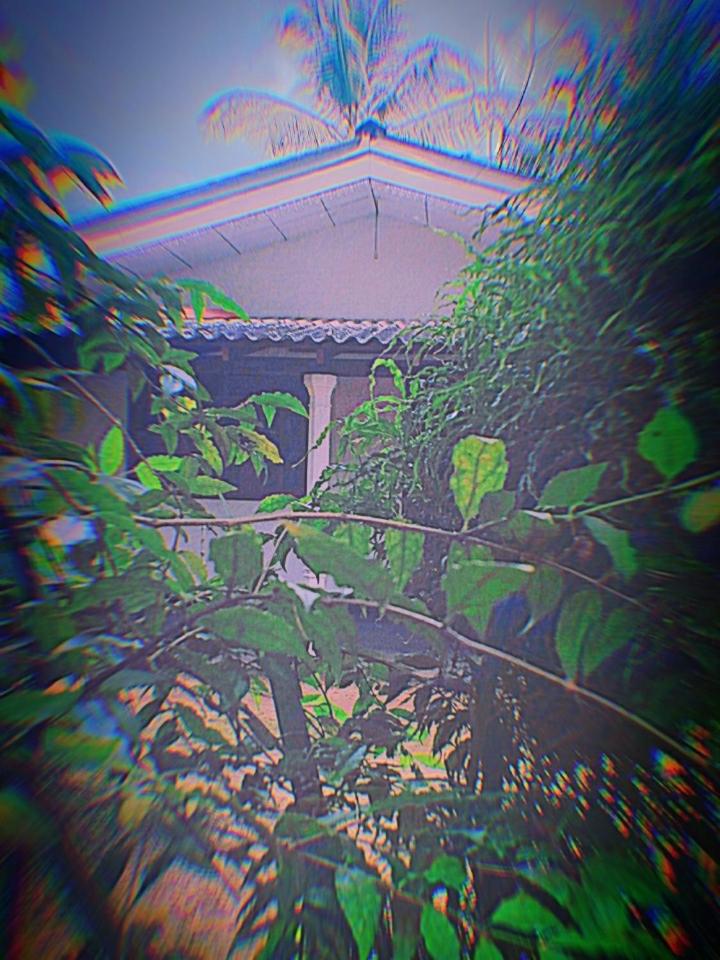 Sinharaja Greenvilla Homestay
