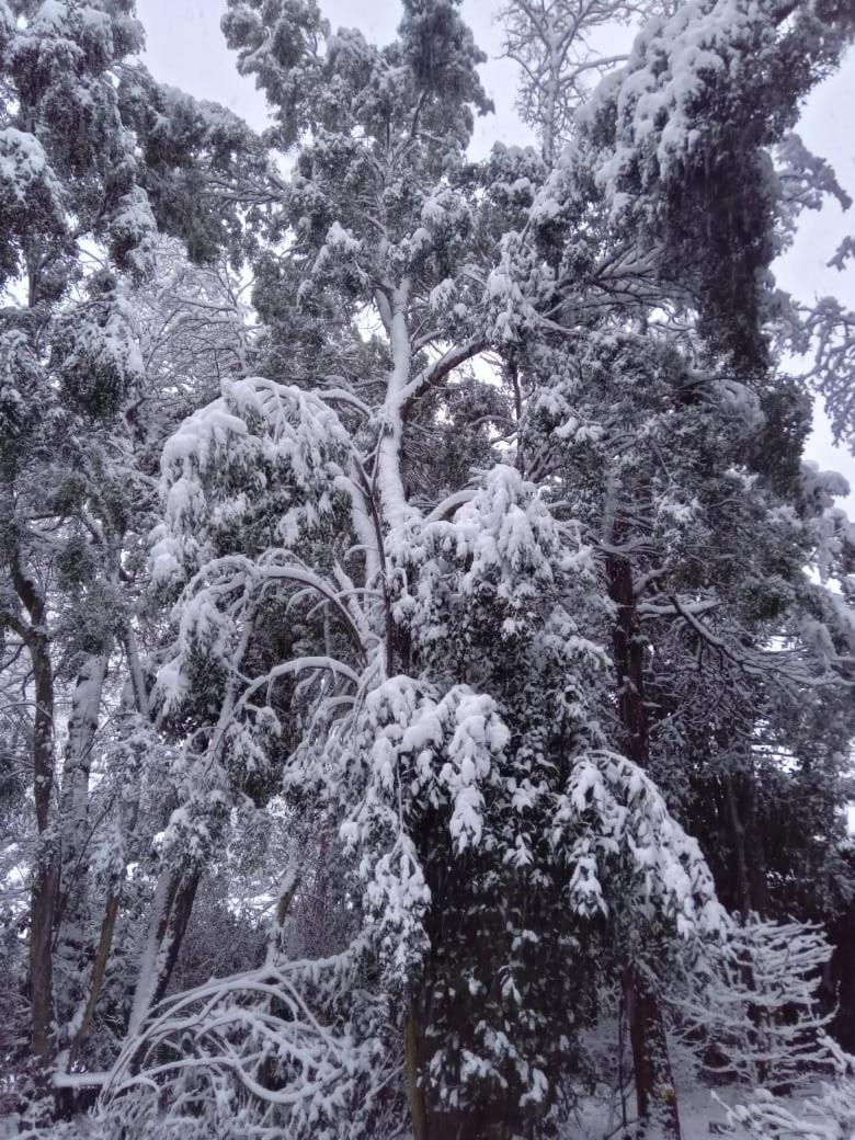 La casita del bosque