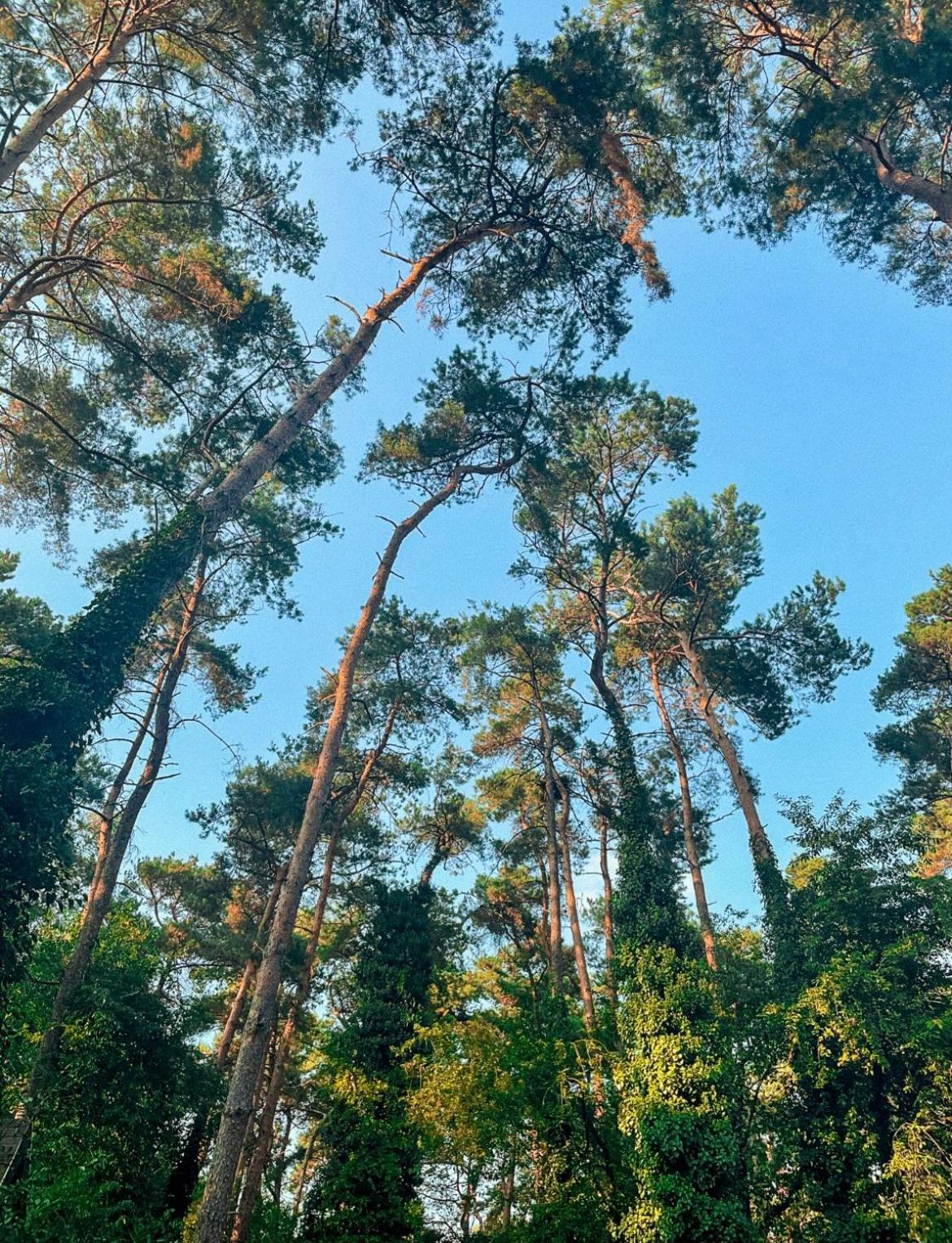 Boshuisje Pinus Sonnevijver Residences