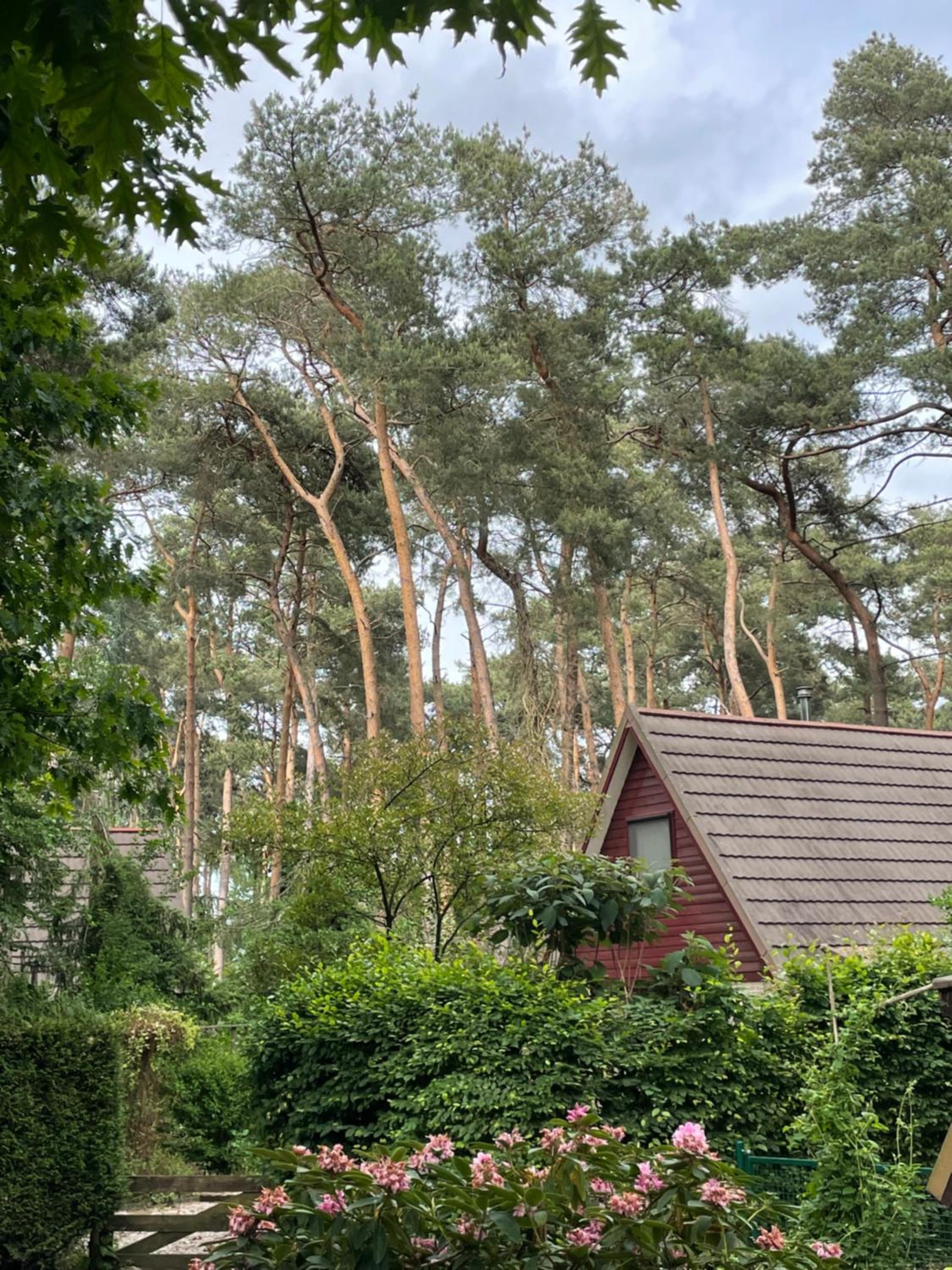 Boshuisje Pinus Sonnevijver Residences