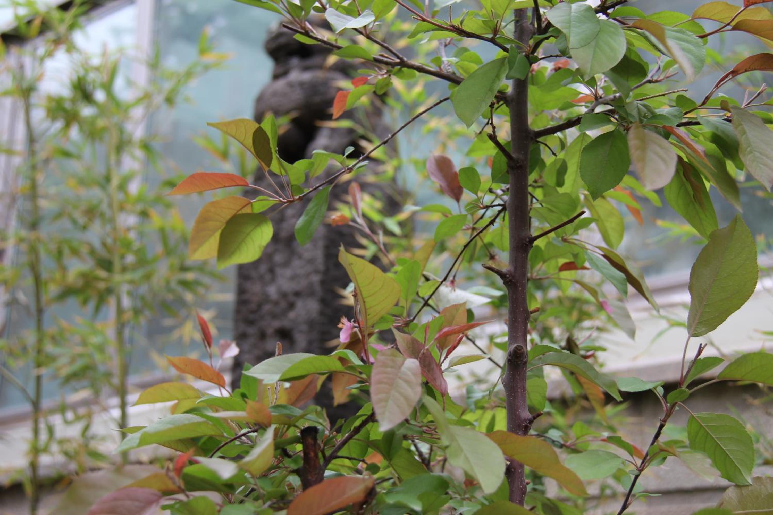 Z Z garden