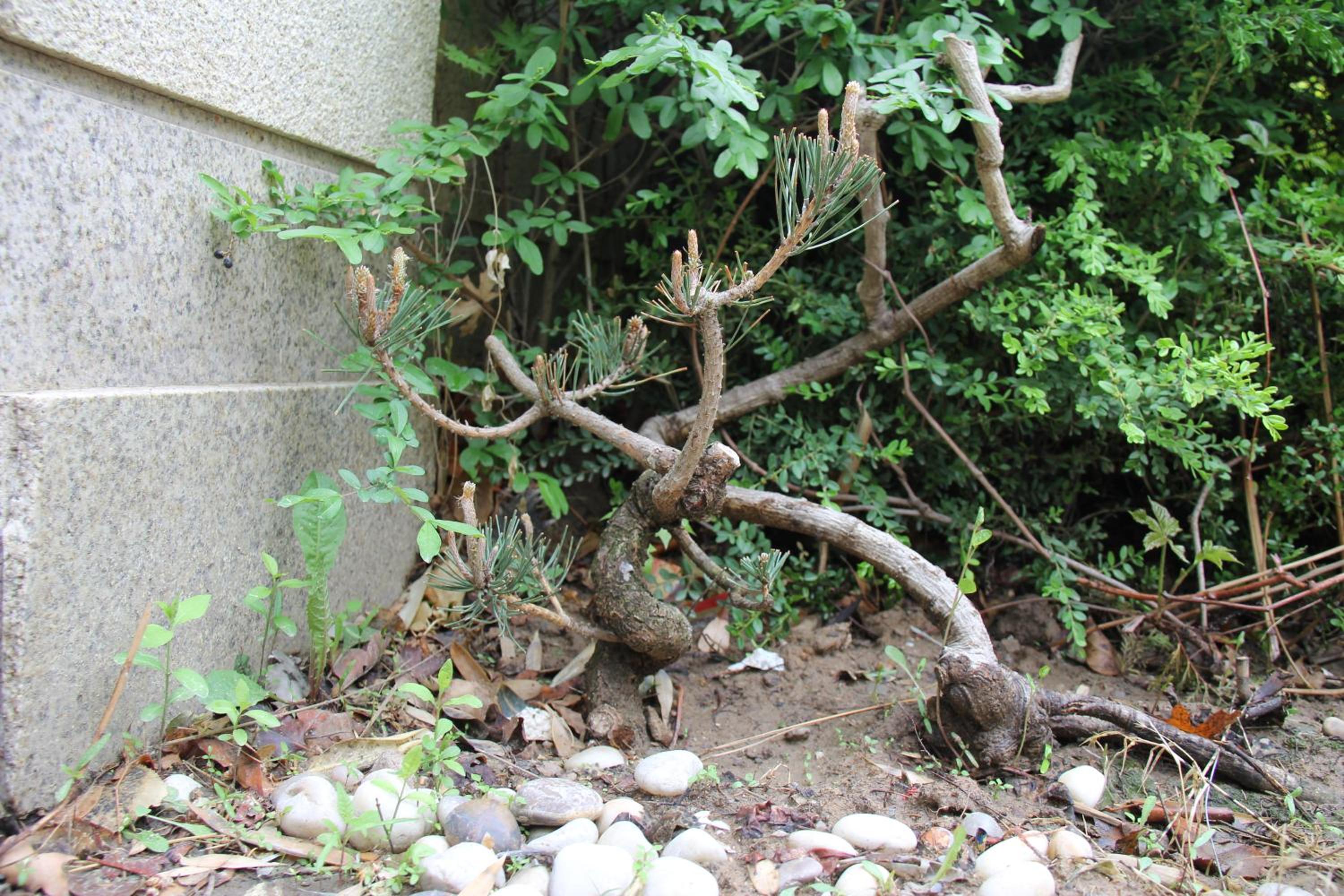 Z Z garden