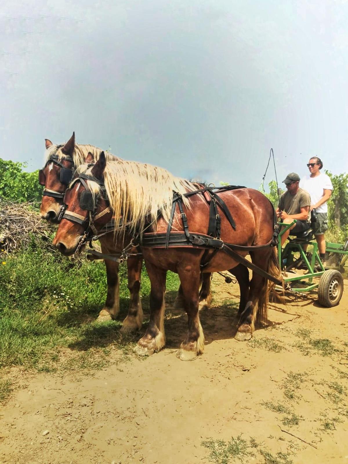 Agriturismo Gli Archi