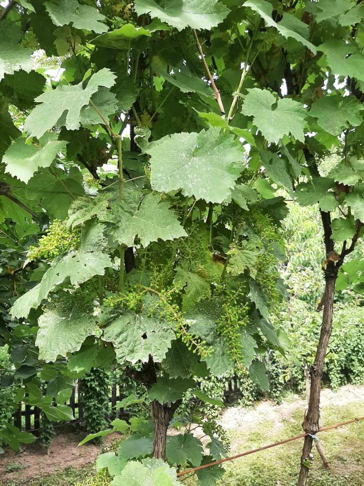Kuća za odmor Simonida, Vrnjačka banja
