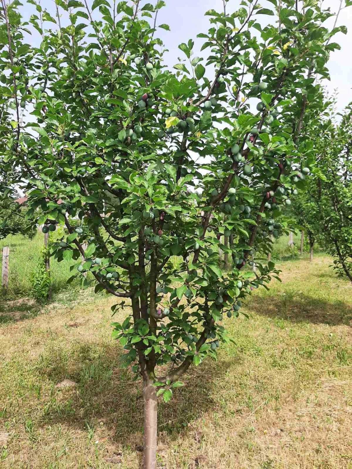 Kuća za odmor Simonida, Vrnjačka banja