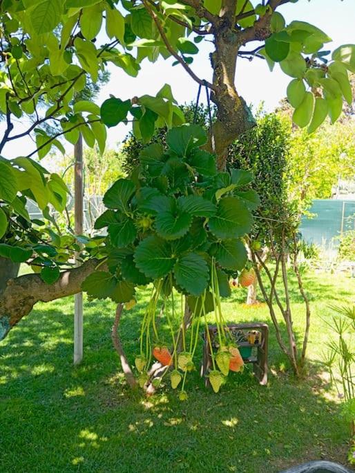 Long Green House en Sorso — other