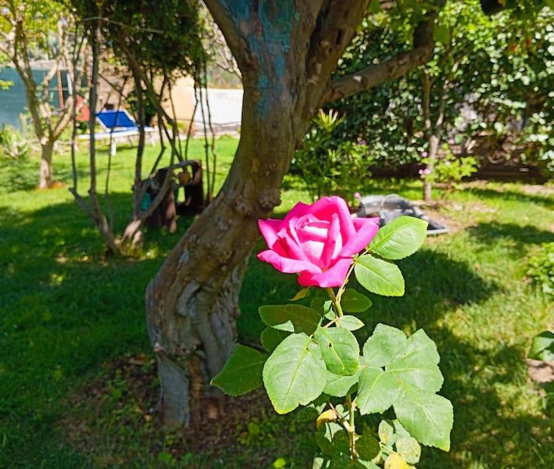 Long Green House photo 3