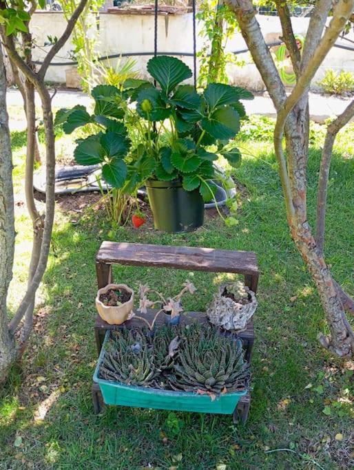 Long Green House en Sorso — other