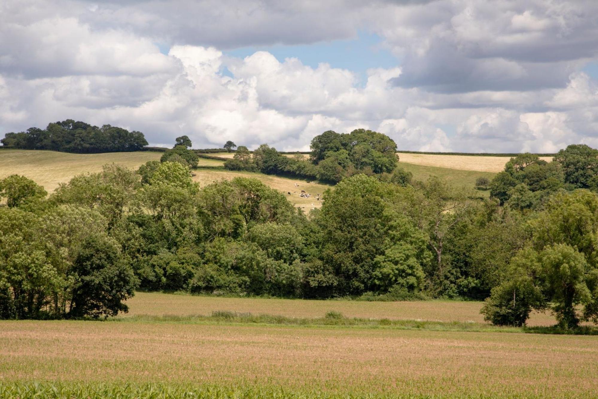 Kites Holt