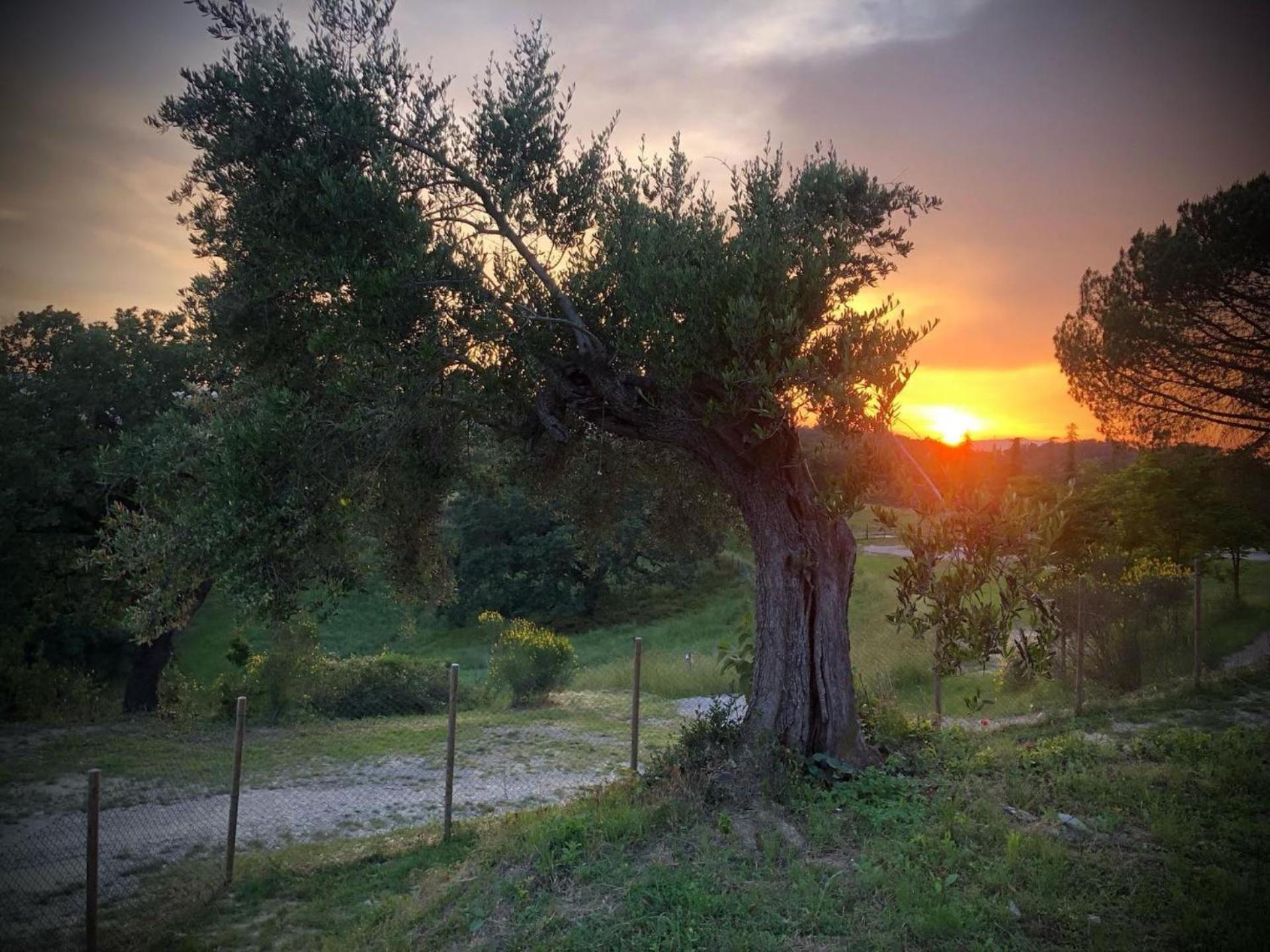 Borgo Melograno