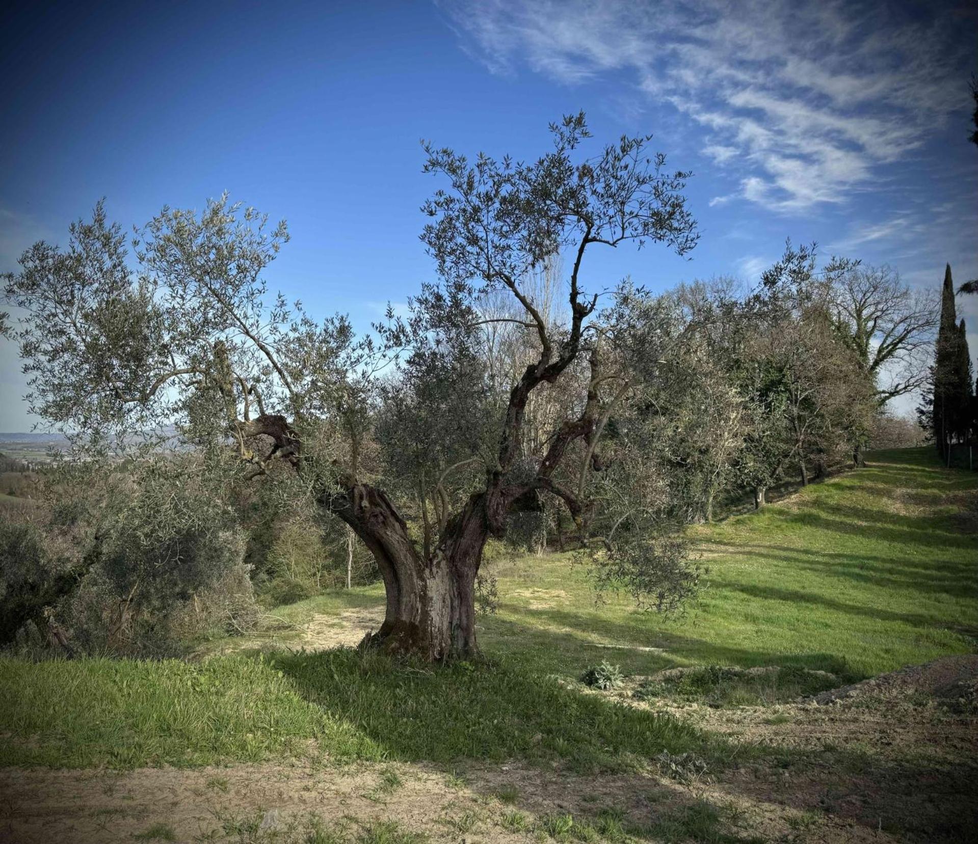 Borgo Melograno