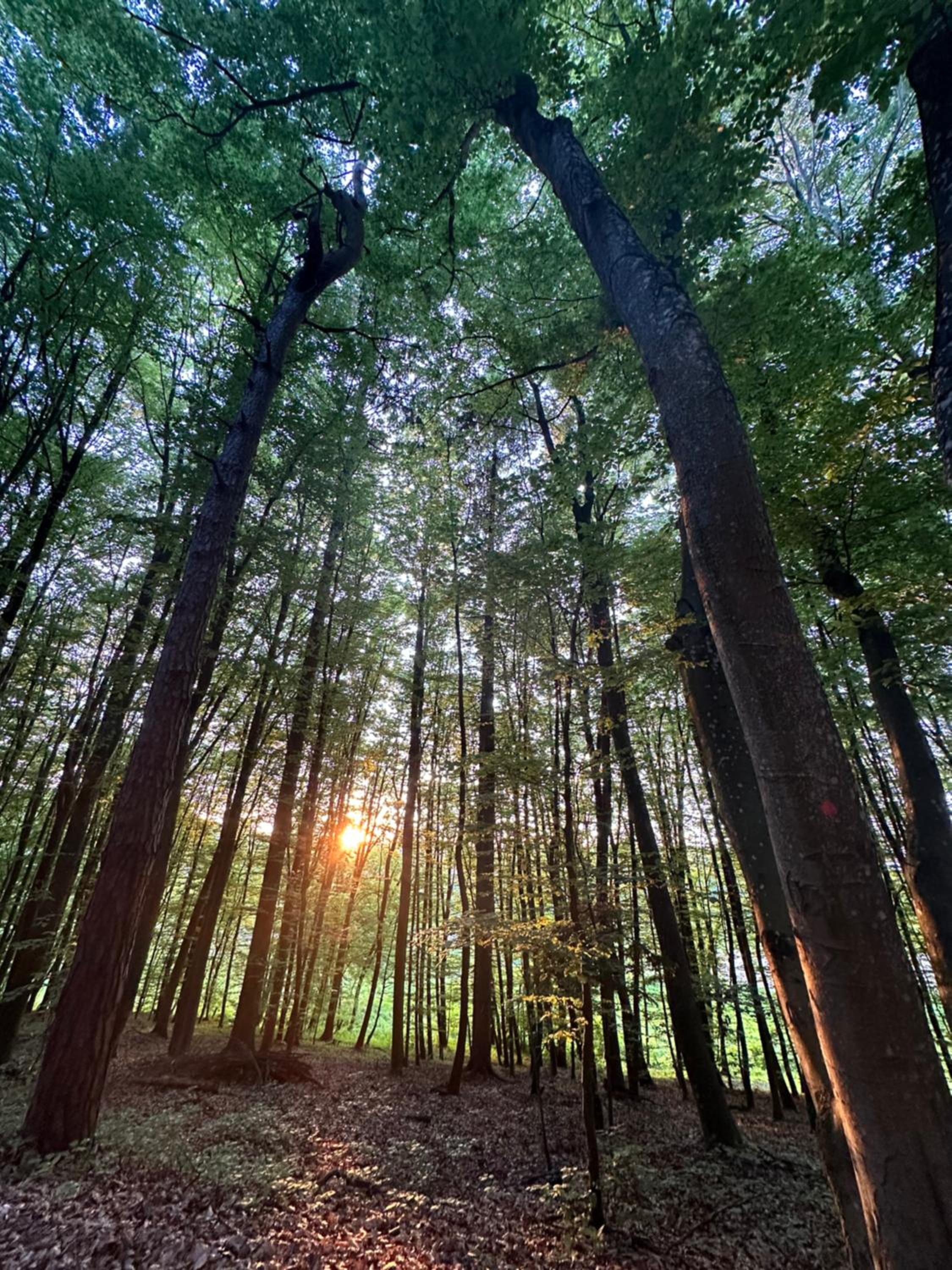 Living Forest Resort