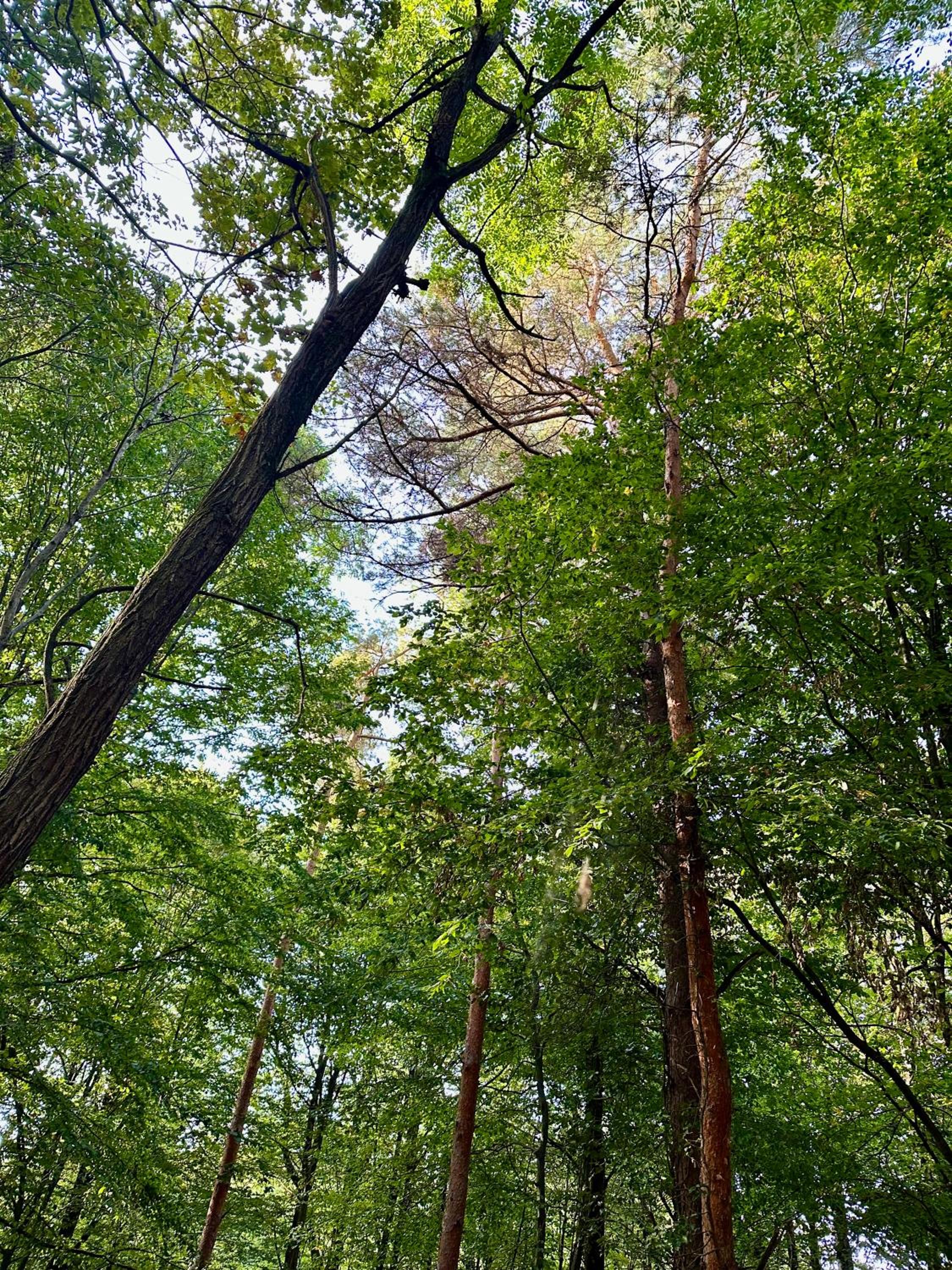 Living Forest Resort
