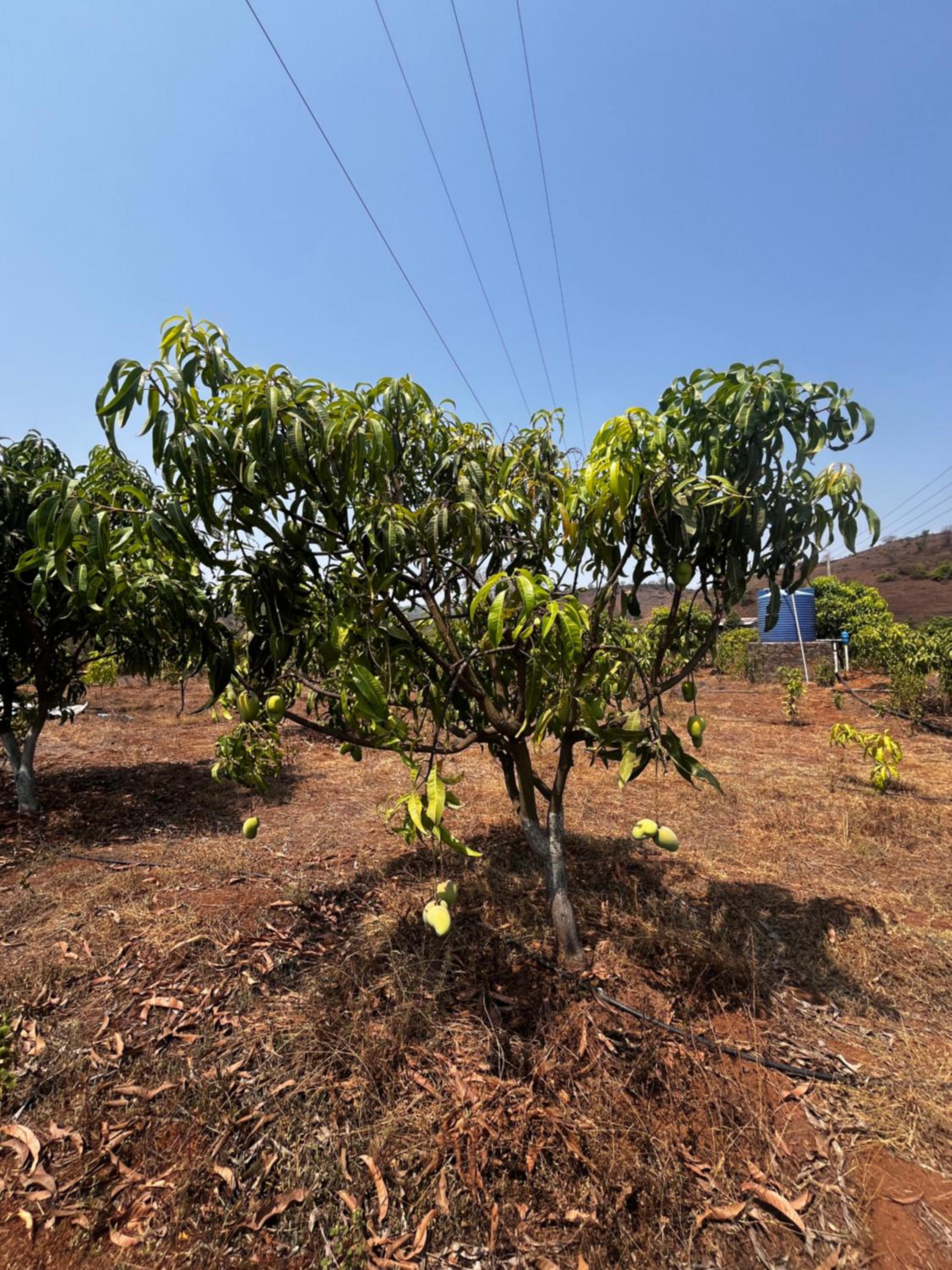 Red soil farm Agro-Tourism