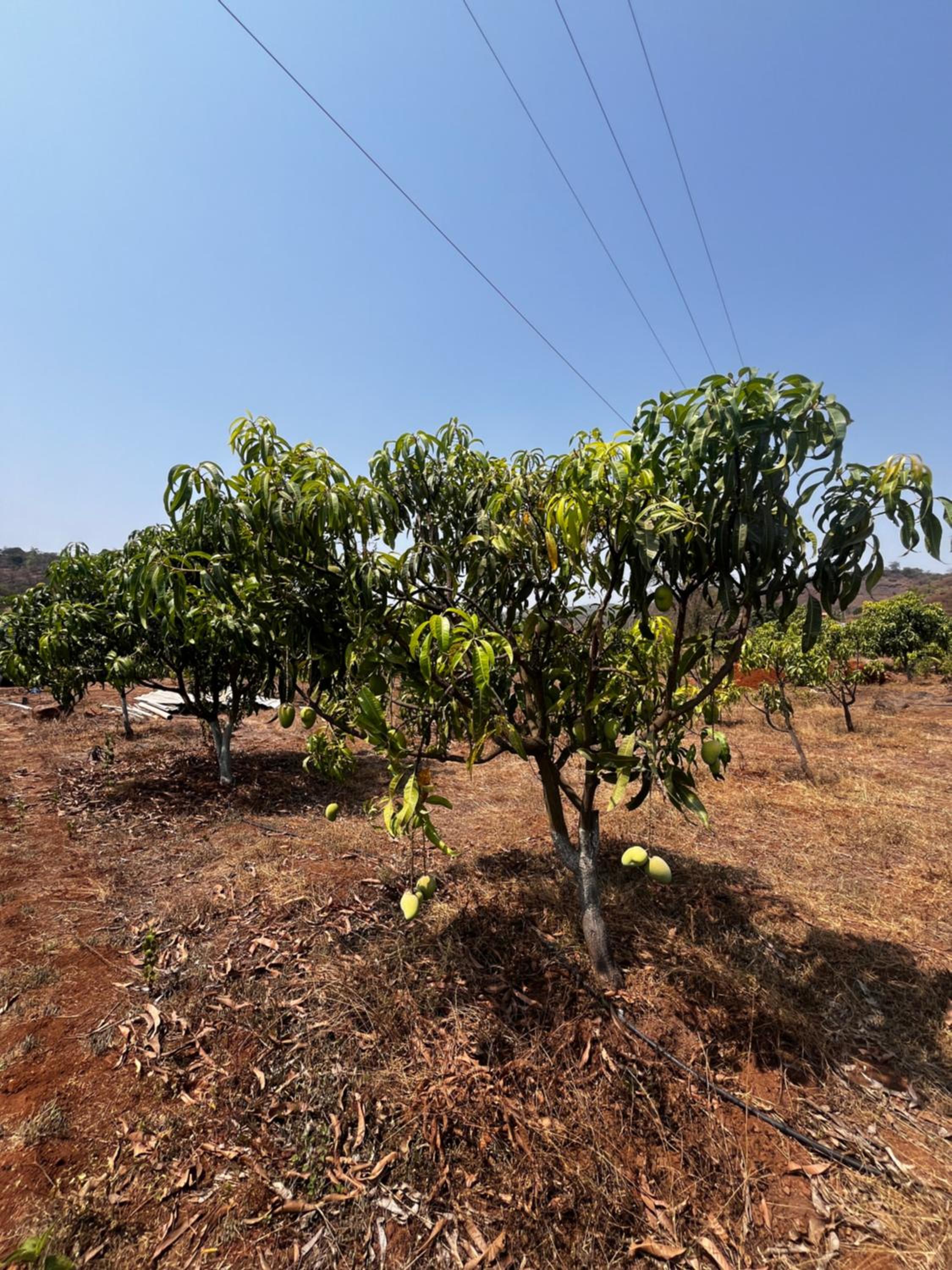 Red soil farm Agro-Tourism