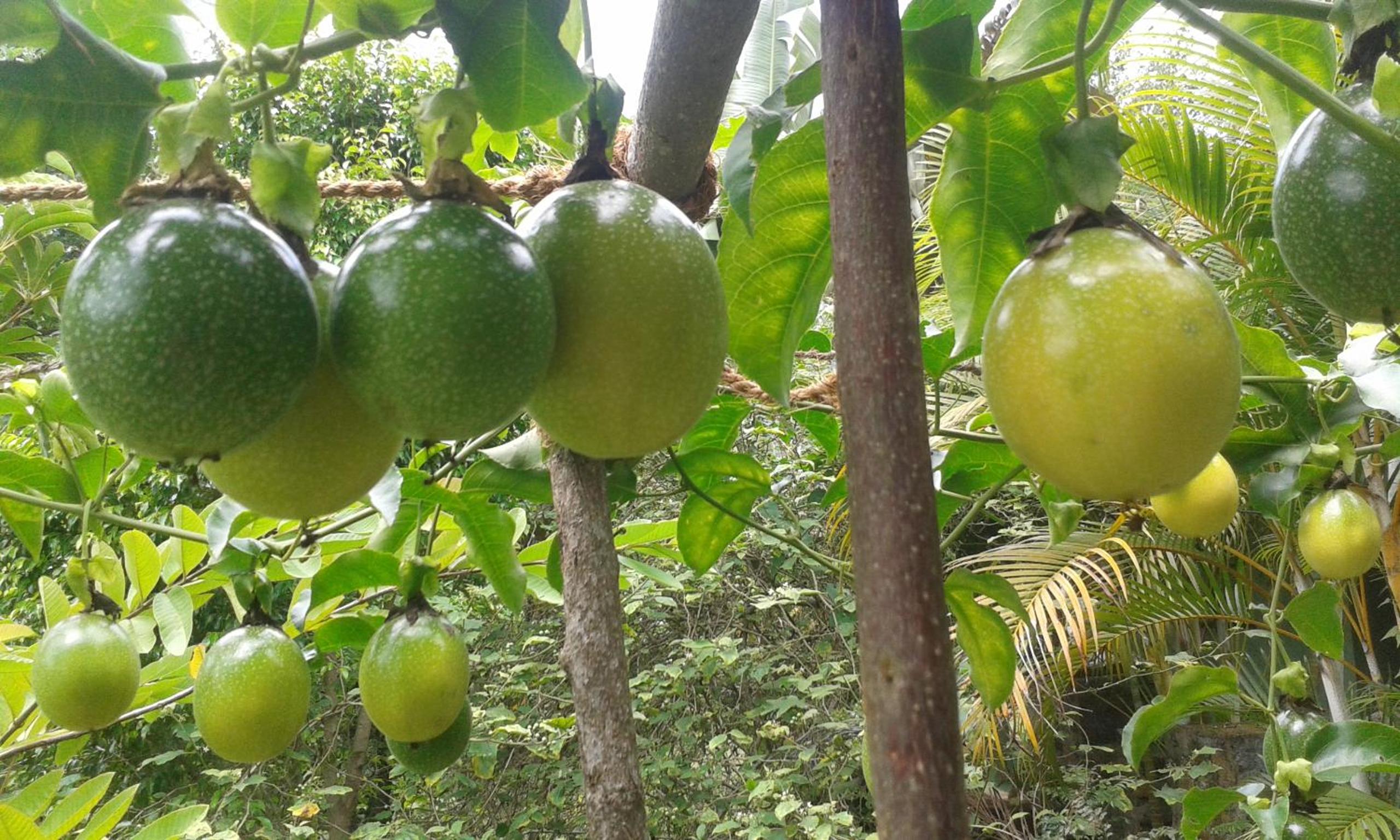 Rajagala Residence Bungalow Hunnasgiriya view 5