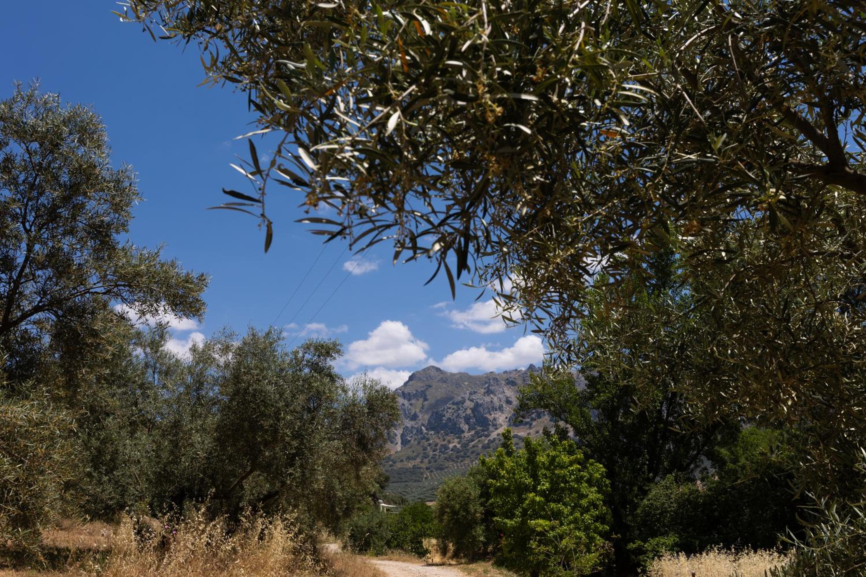 Cortijo el Chaparro