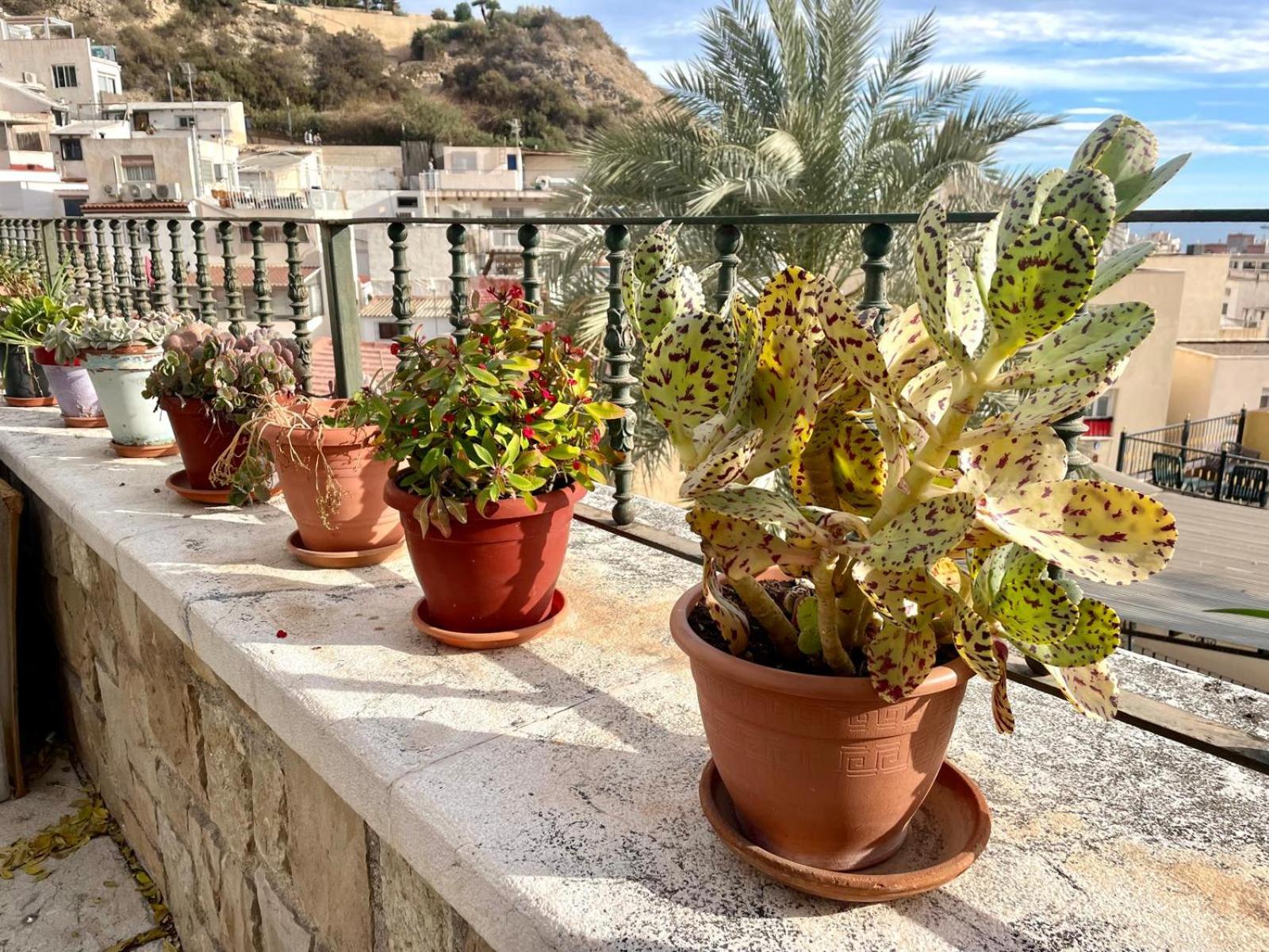 Cactus Apartment La Ribera