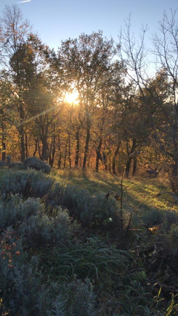 Stanza nel bosco alla Canova di Biforco