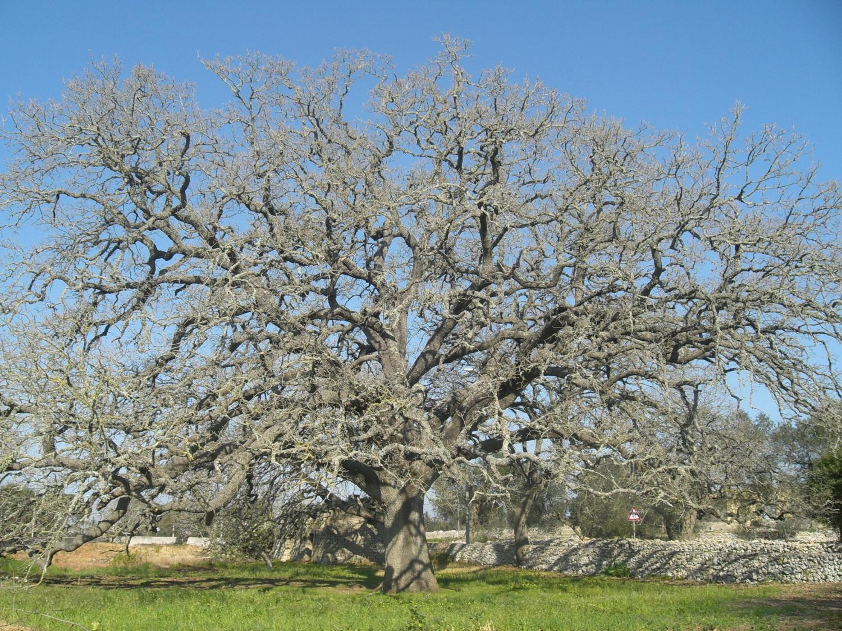 Masseria Uccio